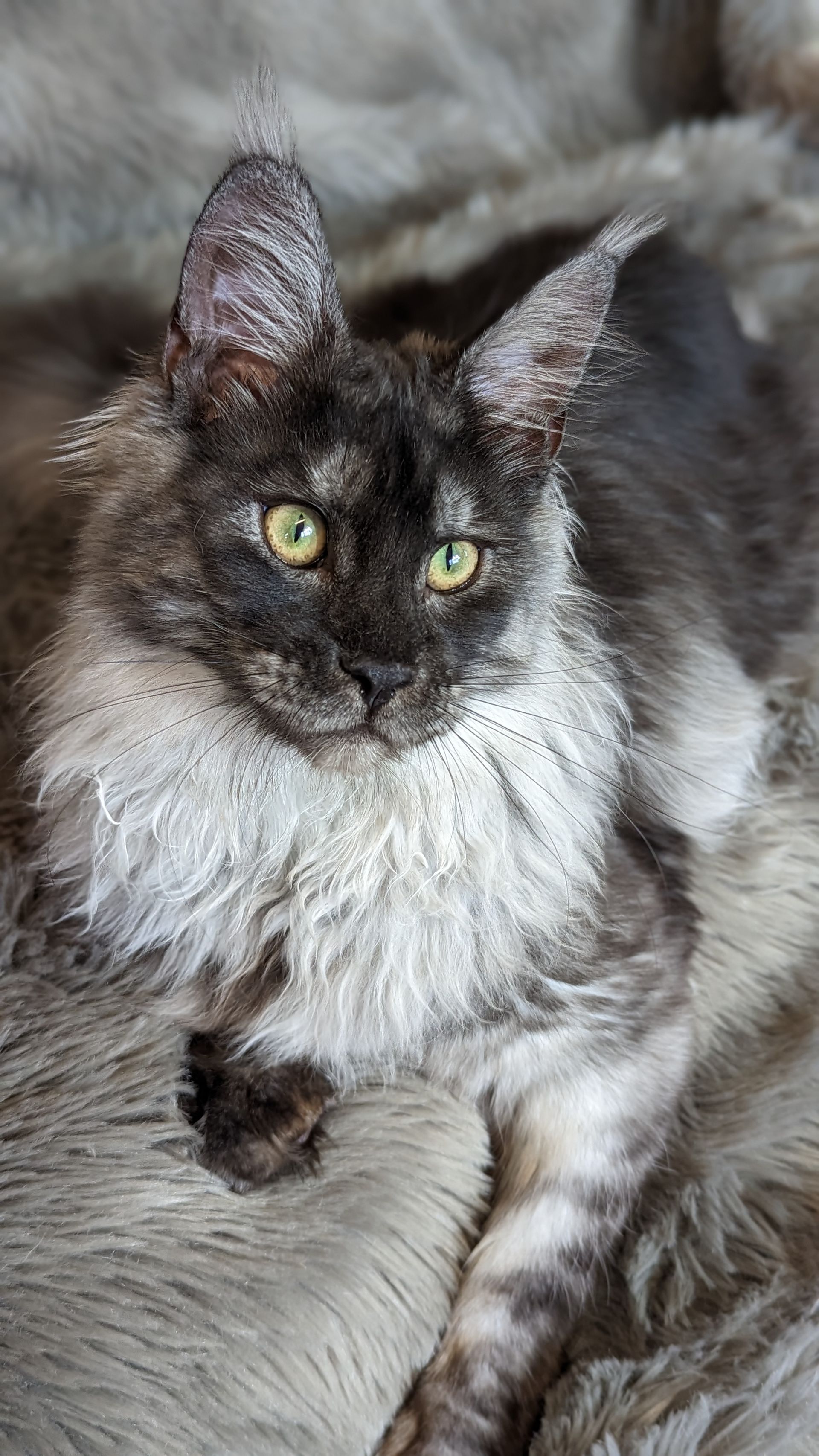 maine coon