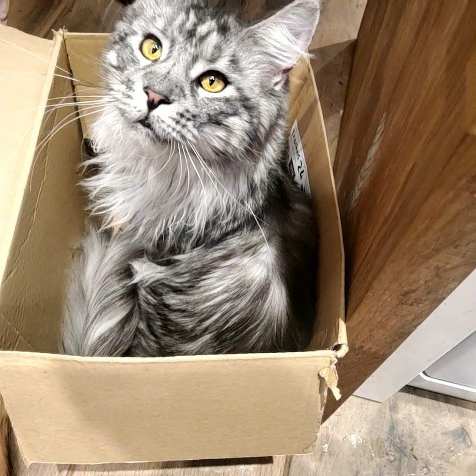 maine coon