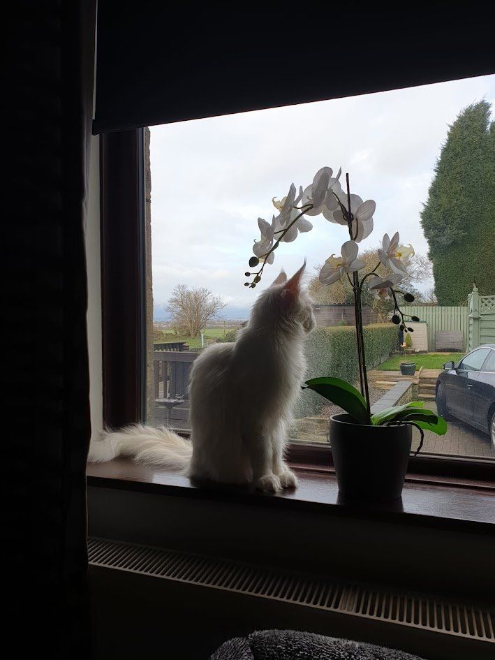maine coon