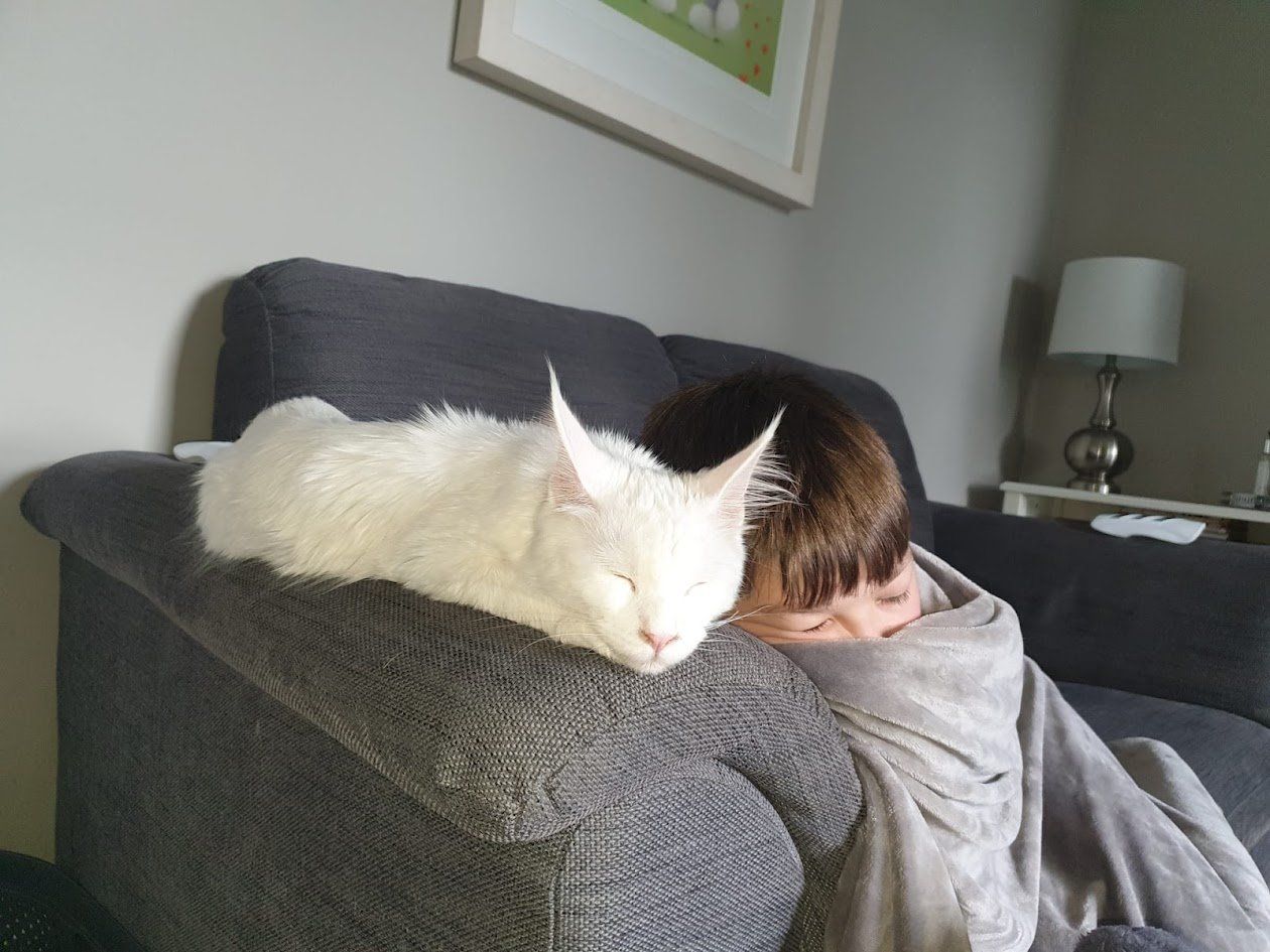 maine coon