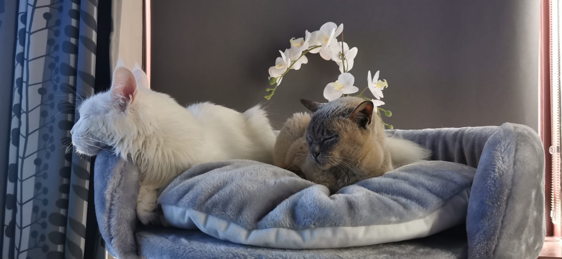 maine coon