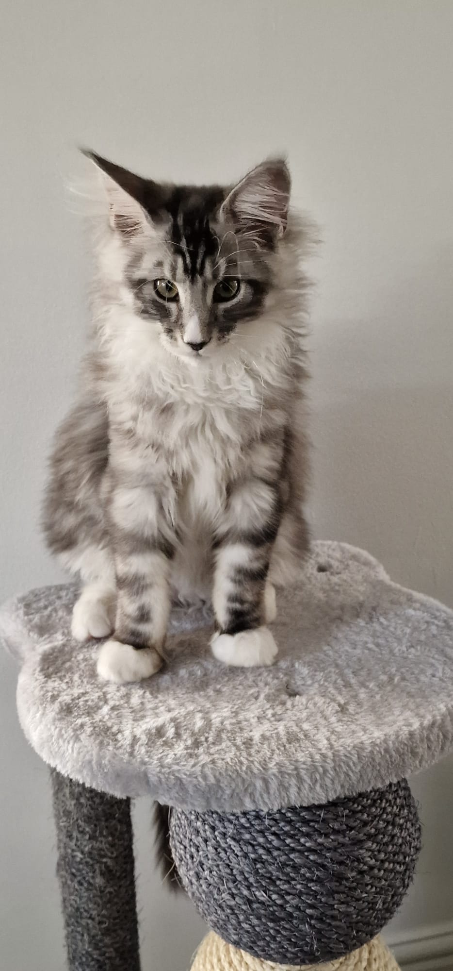 maine coon