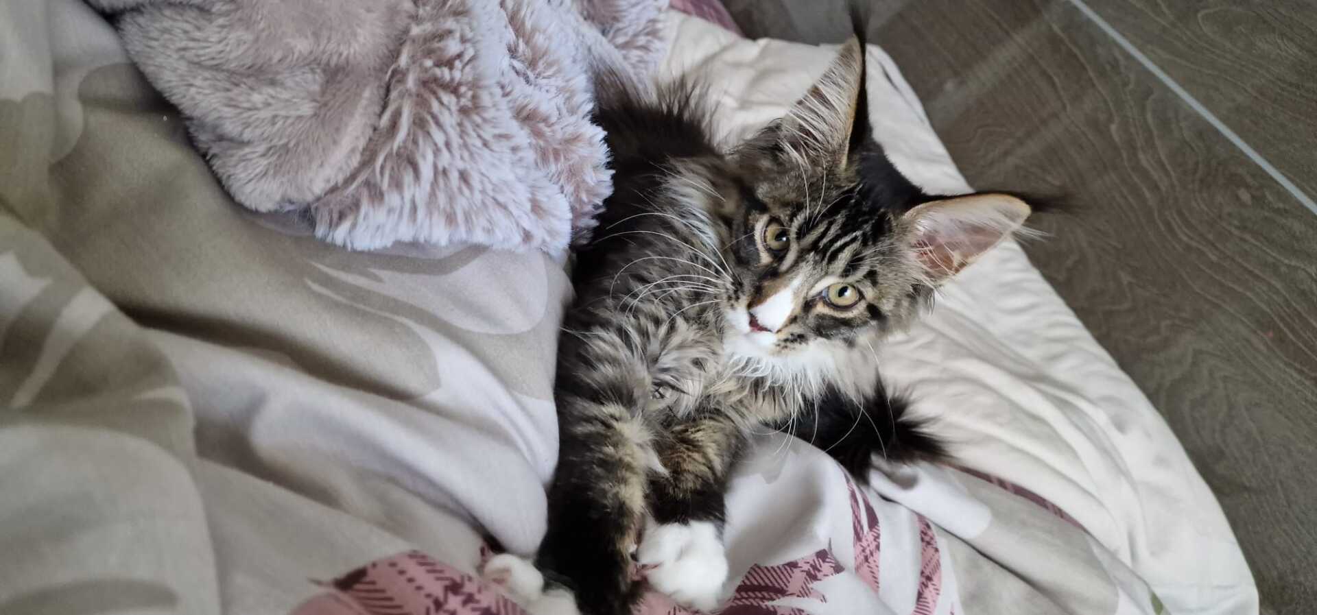 maine coon