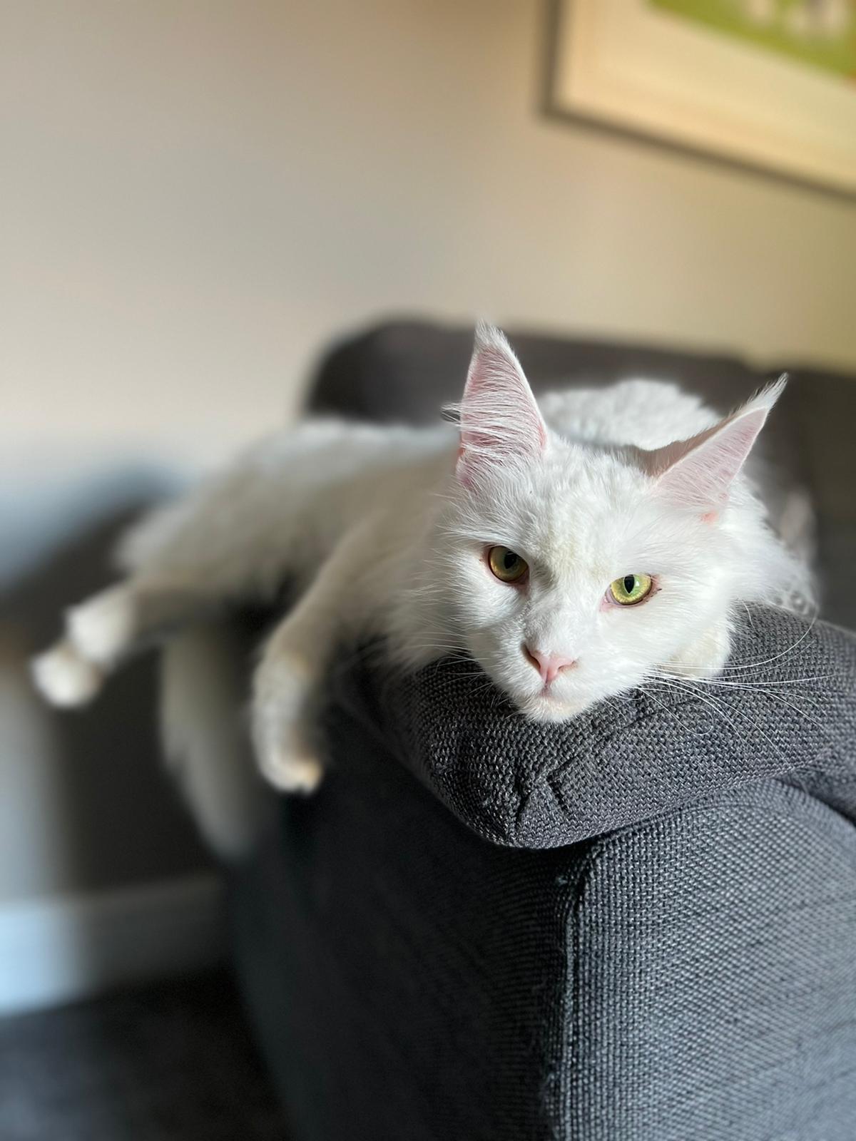 maine coon