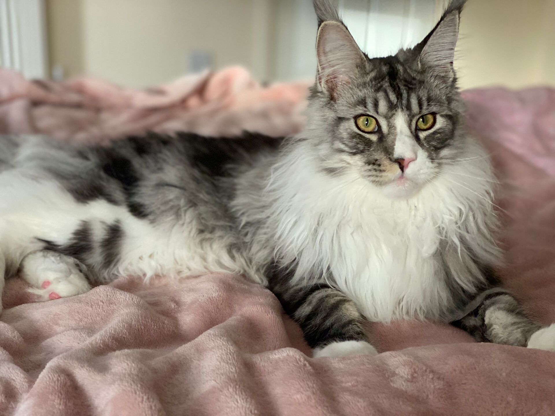 maine coon
