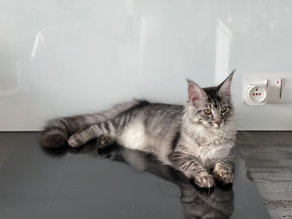 maine coon