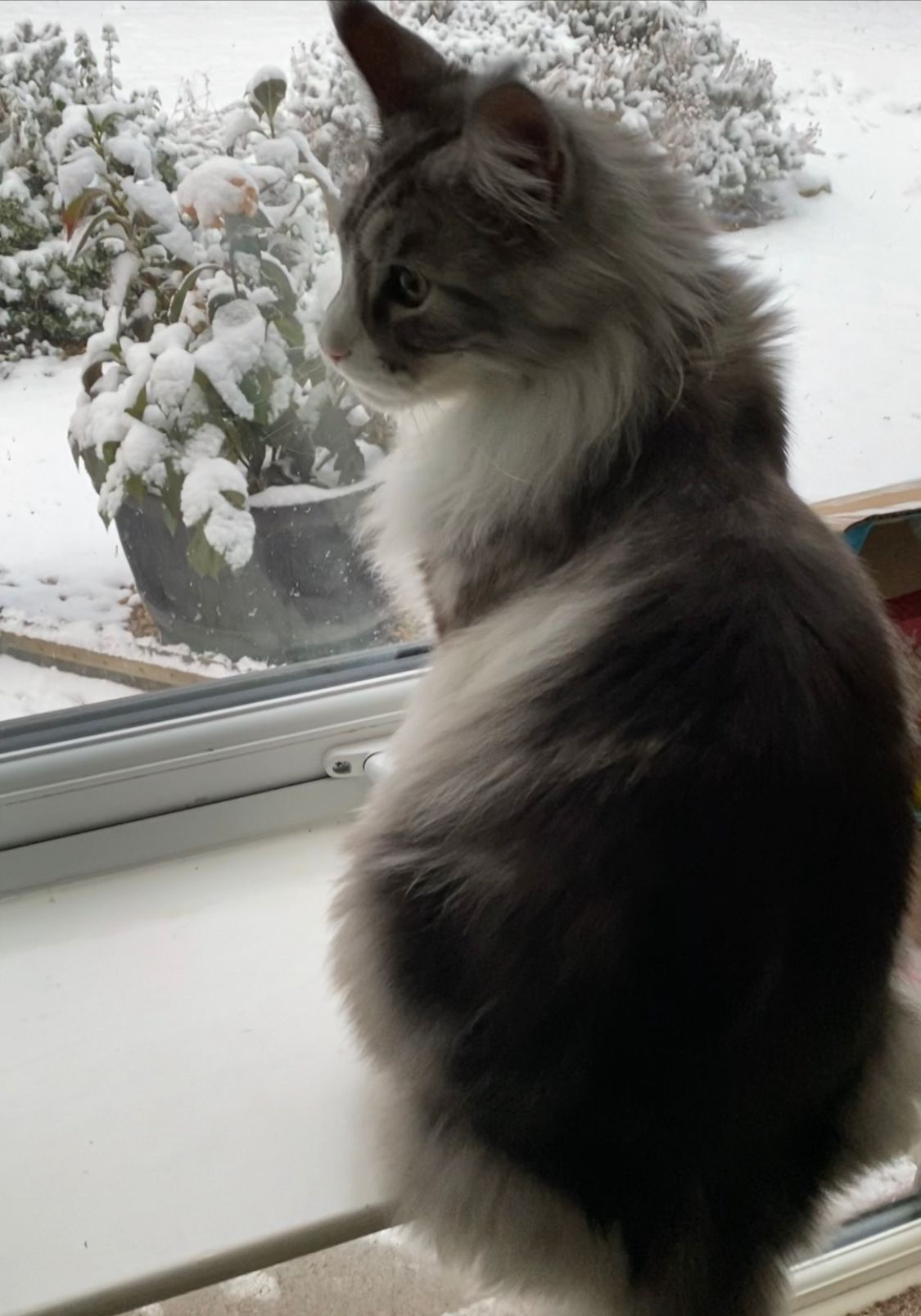 Fluffy Cat