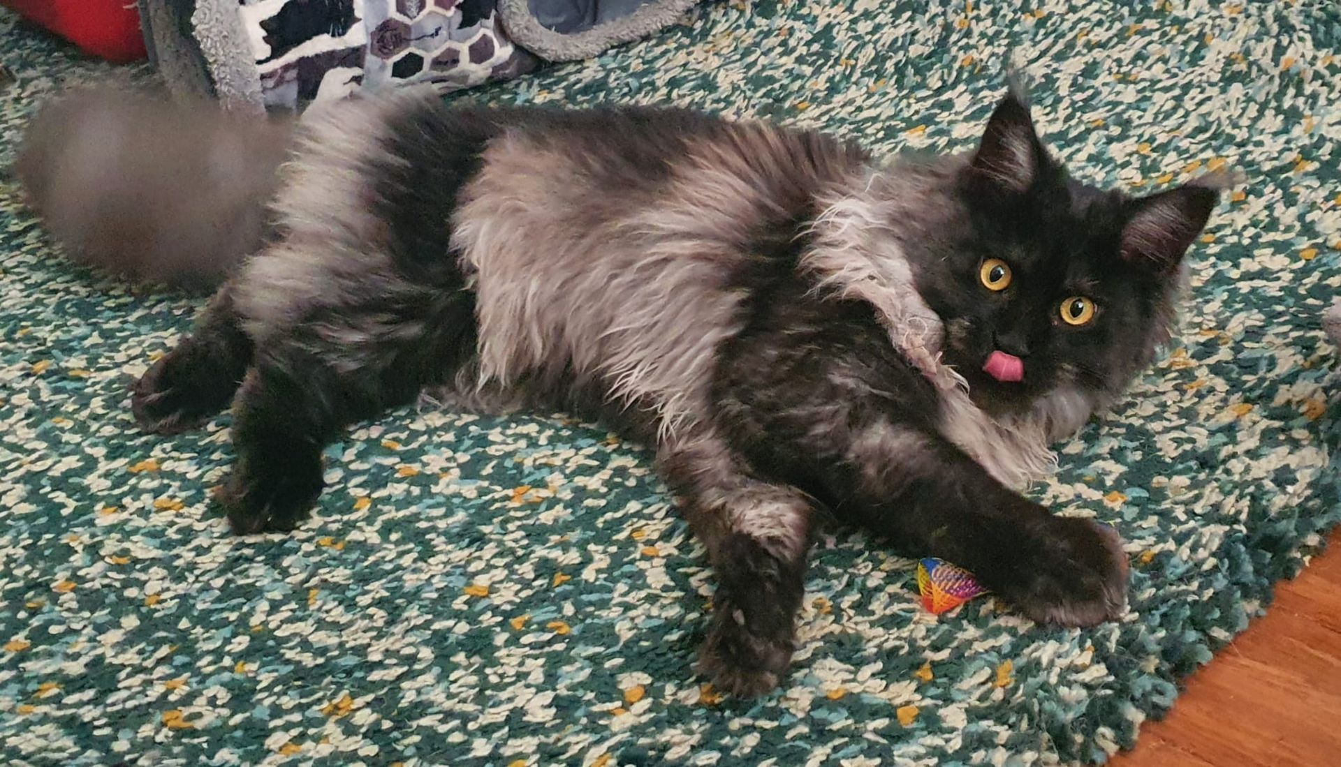 maine coon