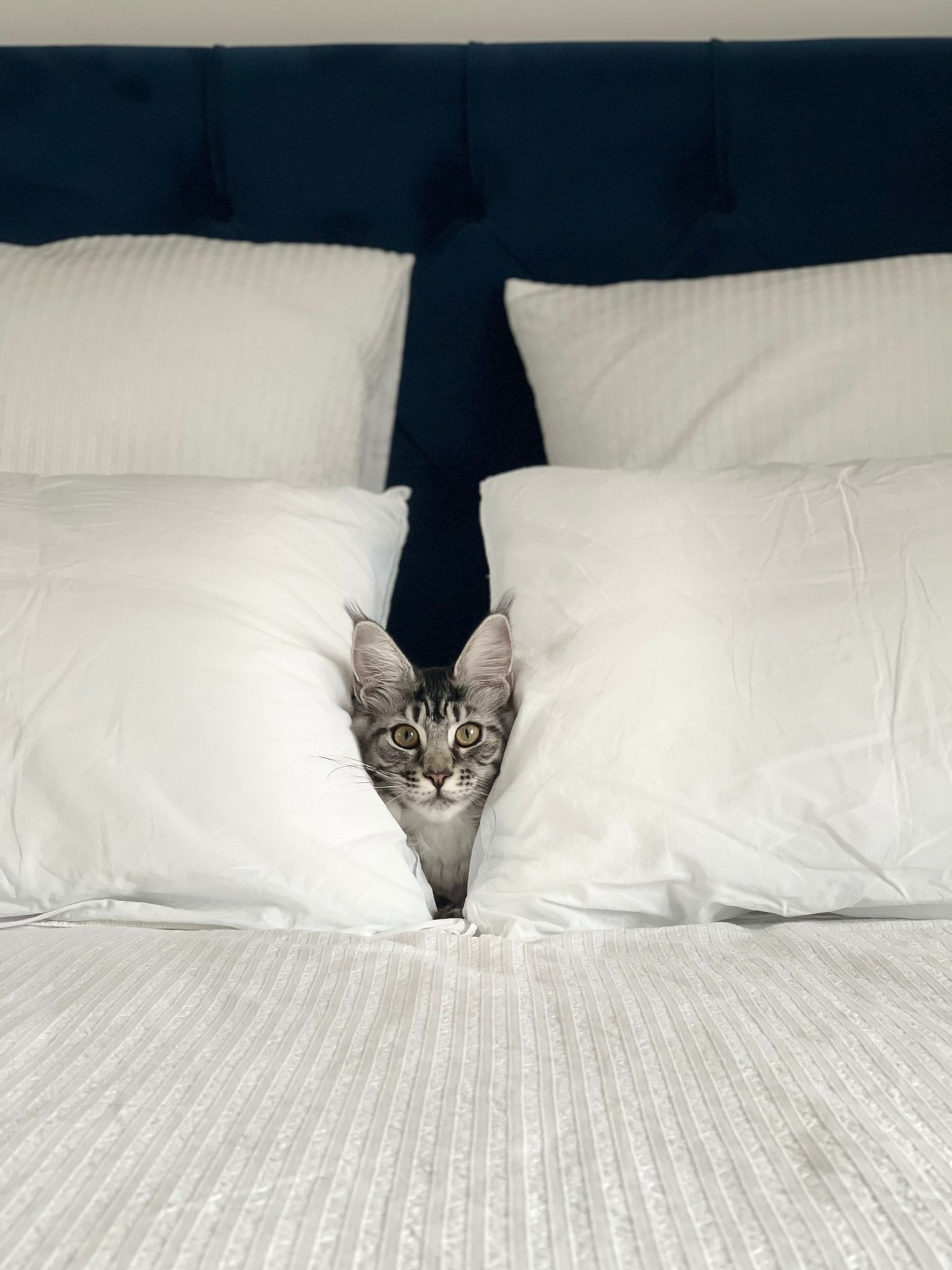 maine coon