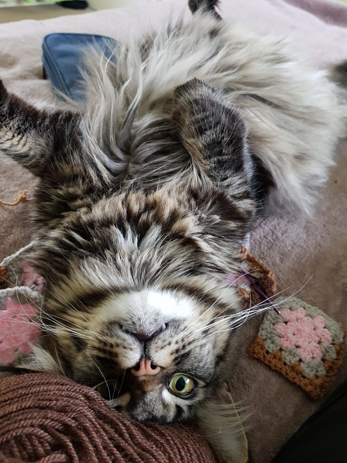 maine coon