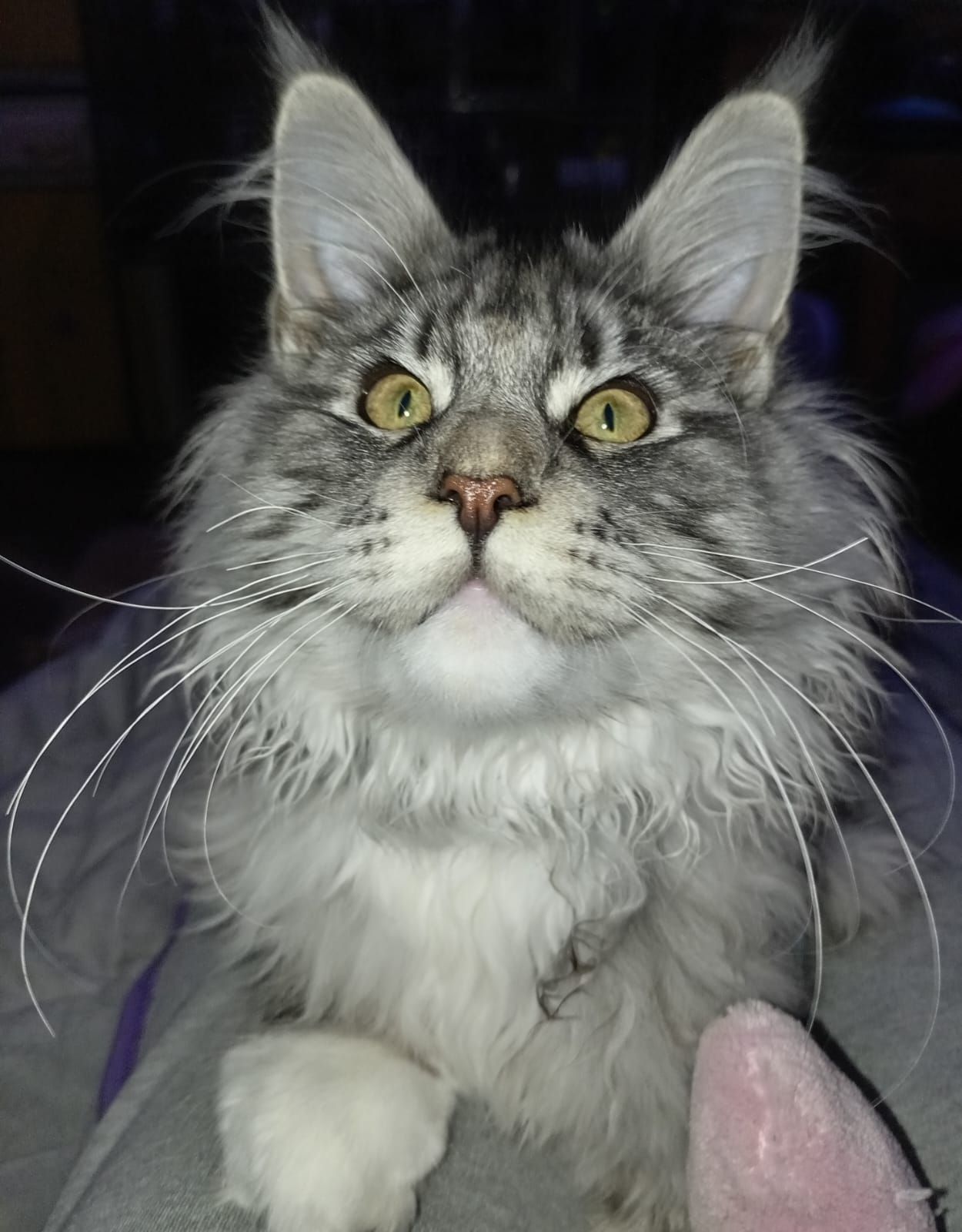 maine coon