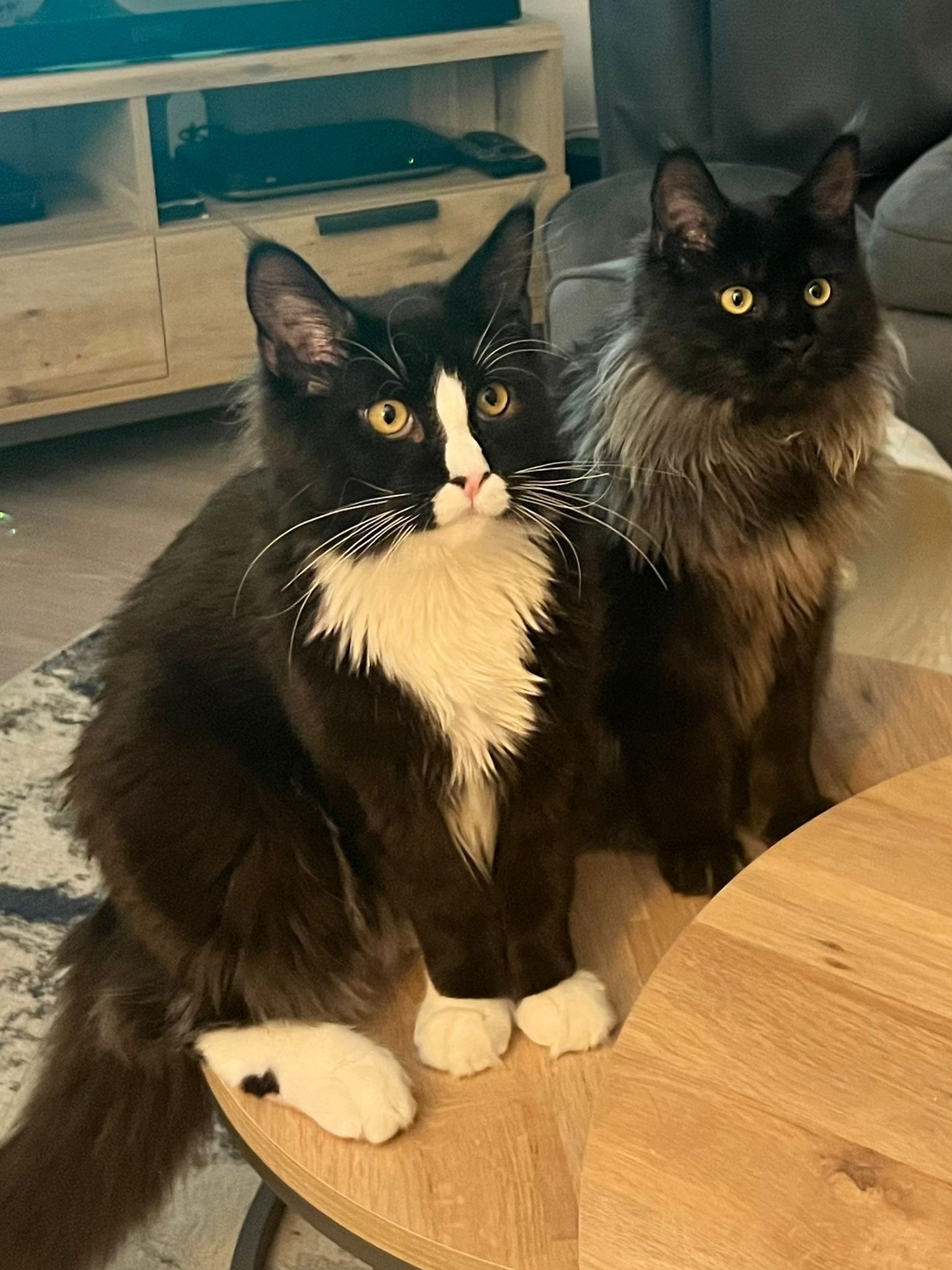 maine coon