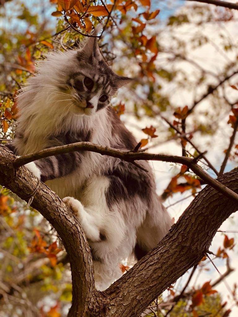 maine coon