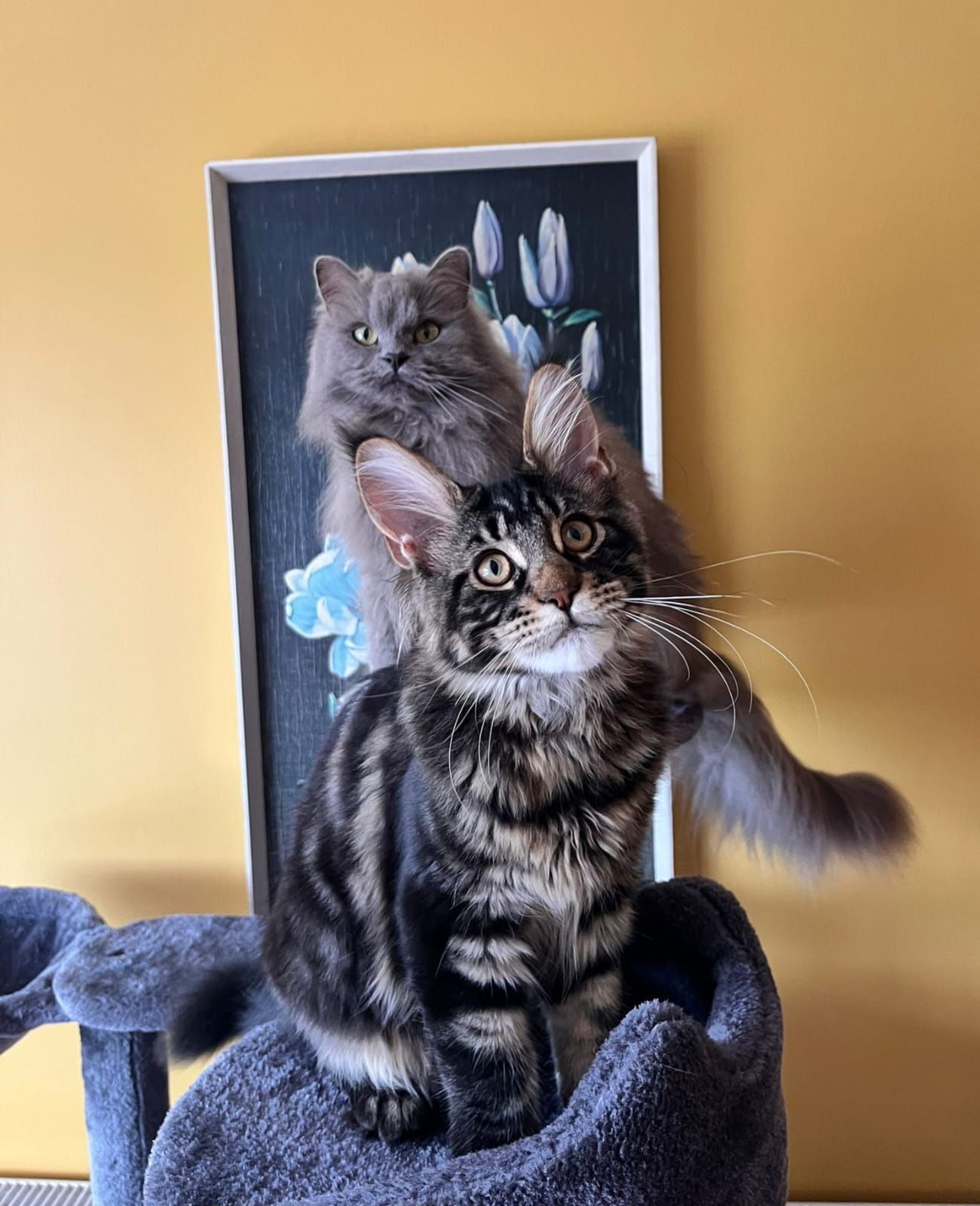 maine coon