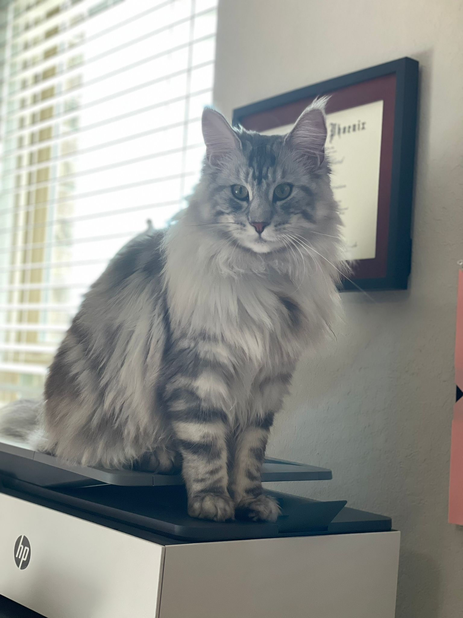 maine coon