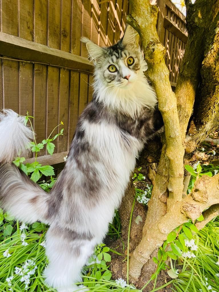 maine coon