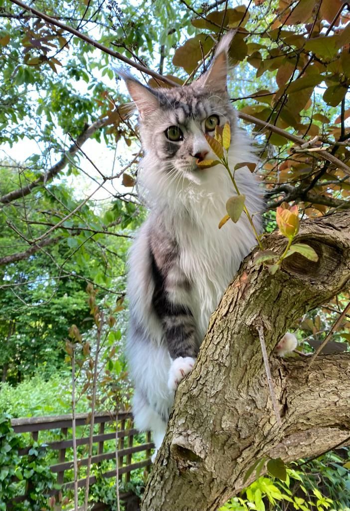 maine coon
