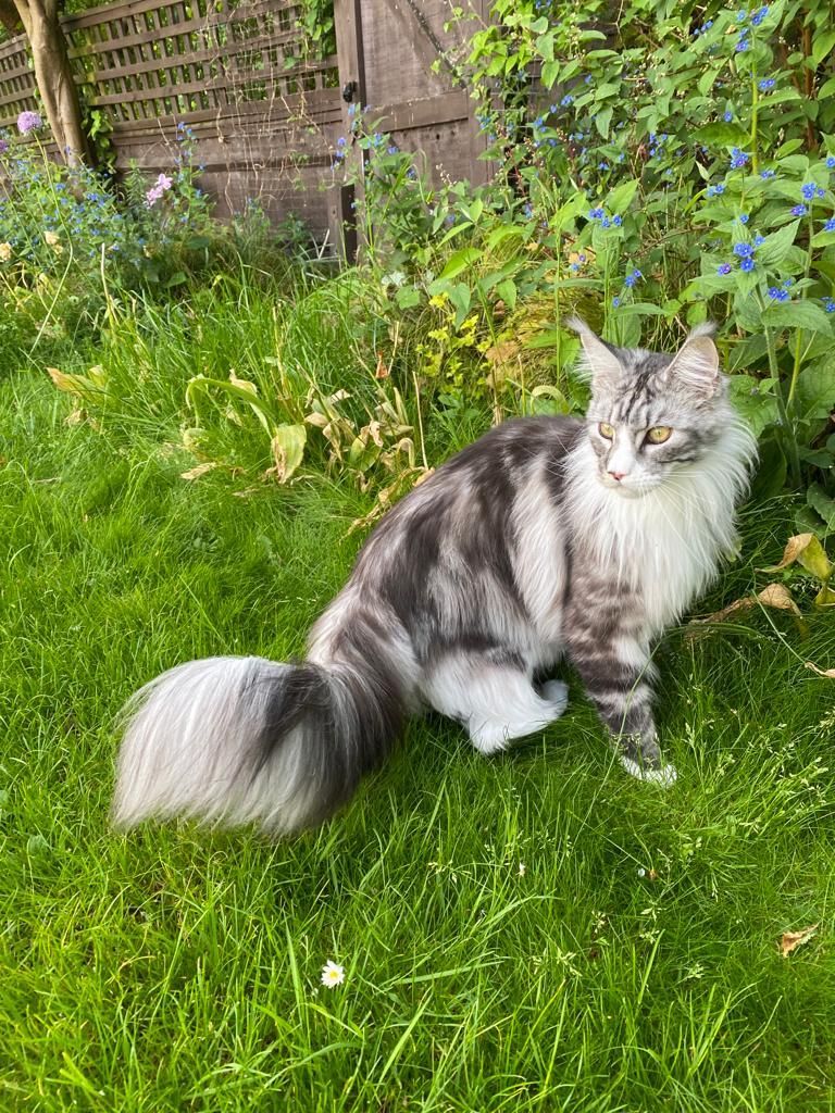 maine coon