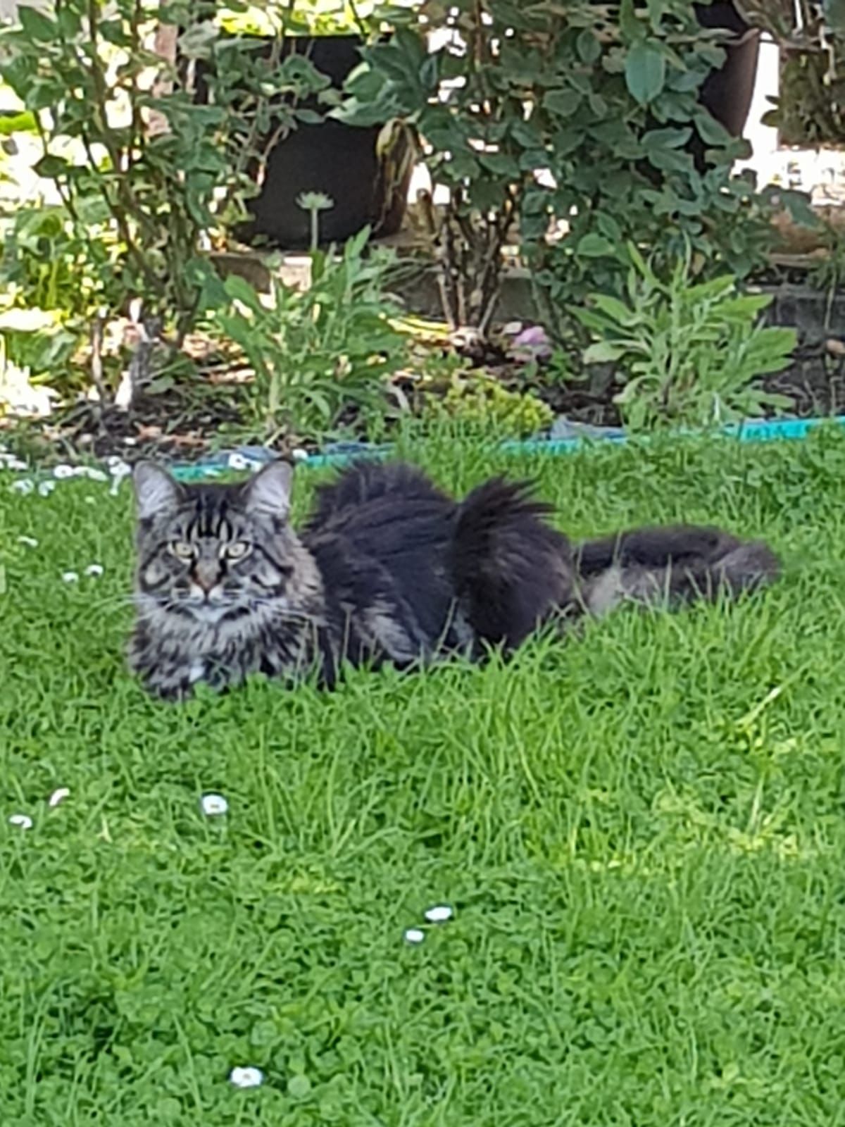 maine coon