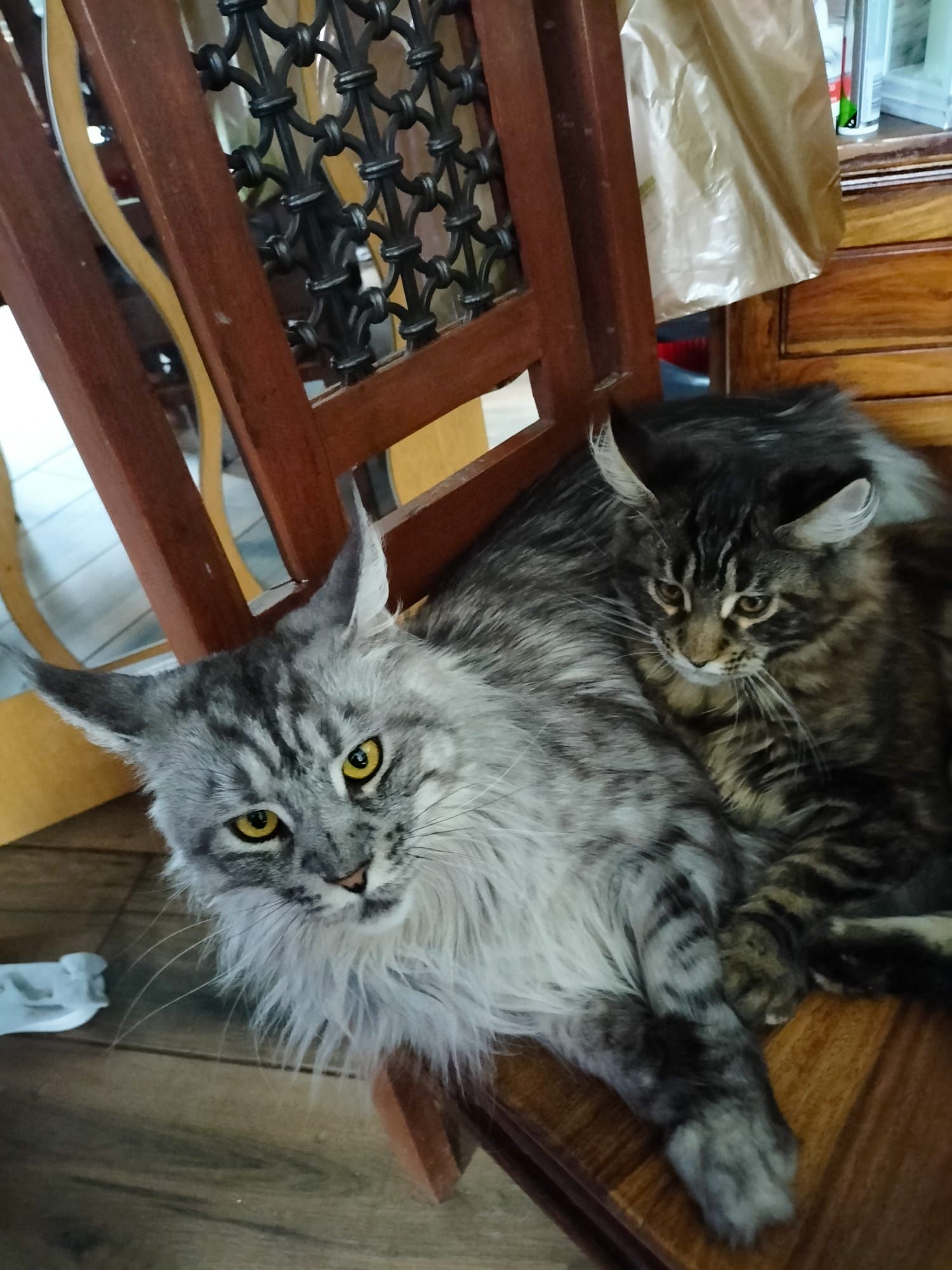 maine coon