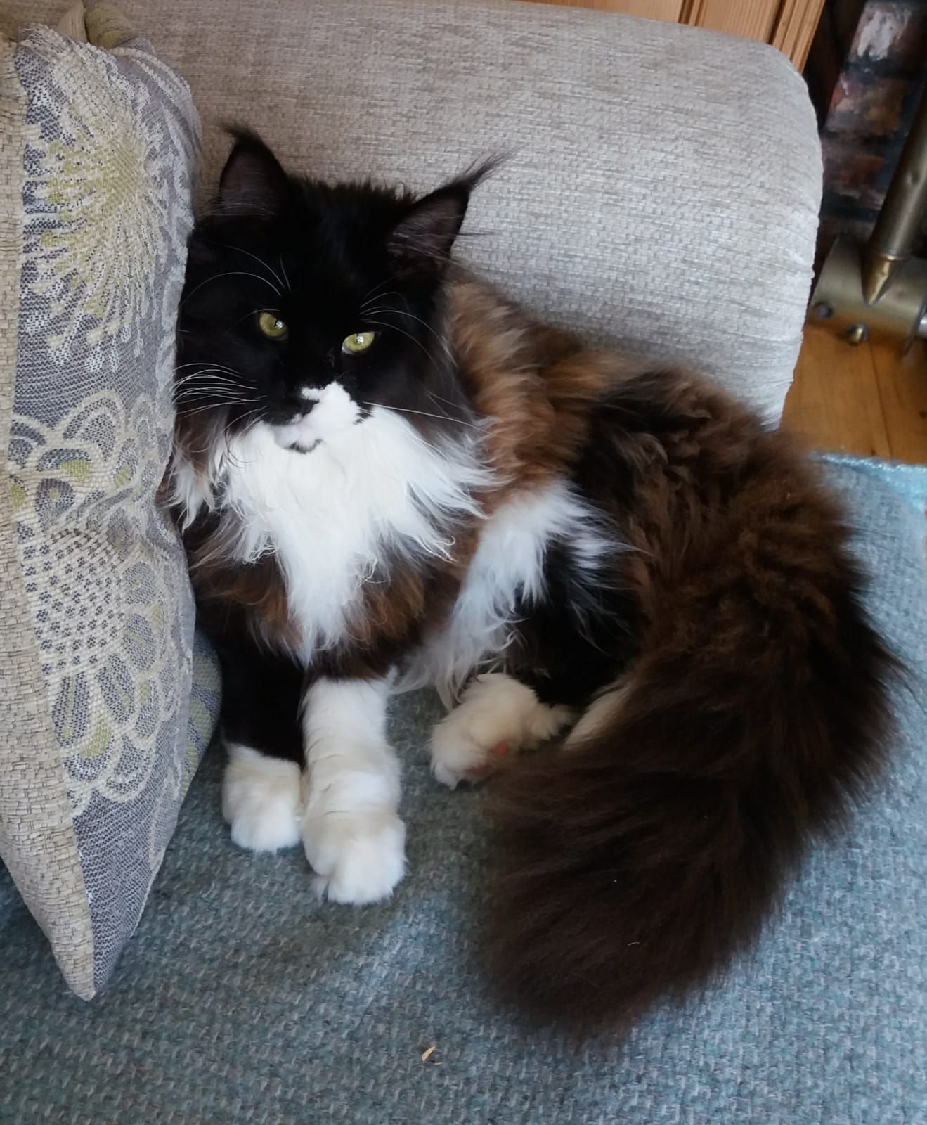 maine coon