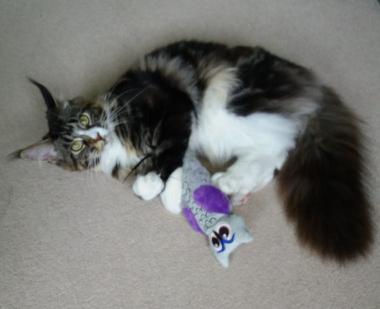 maine coon