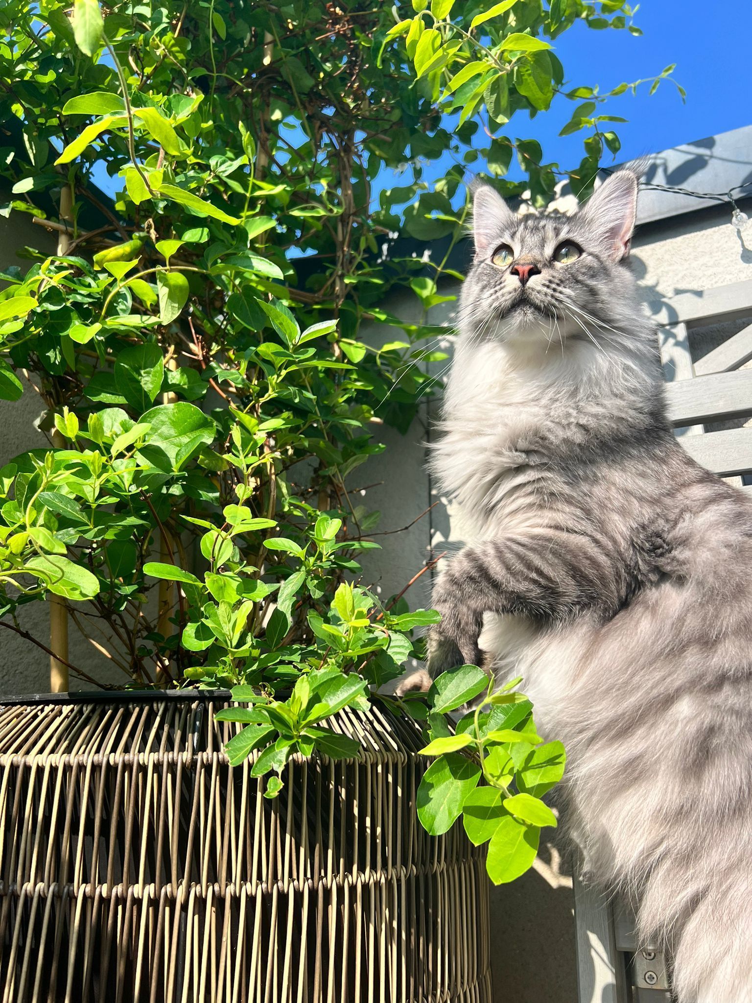 maine coon
