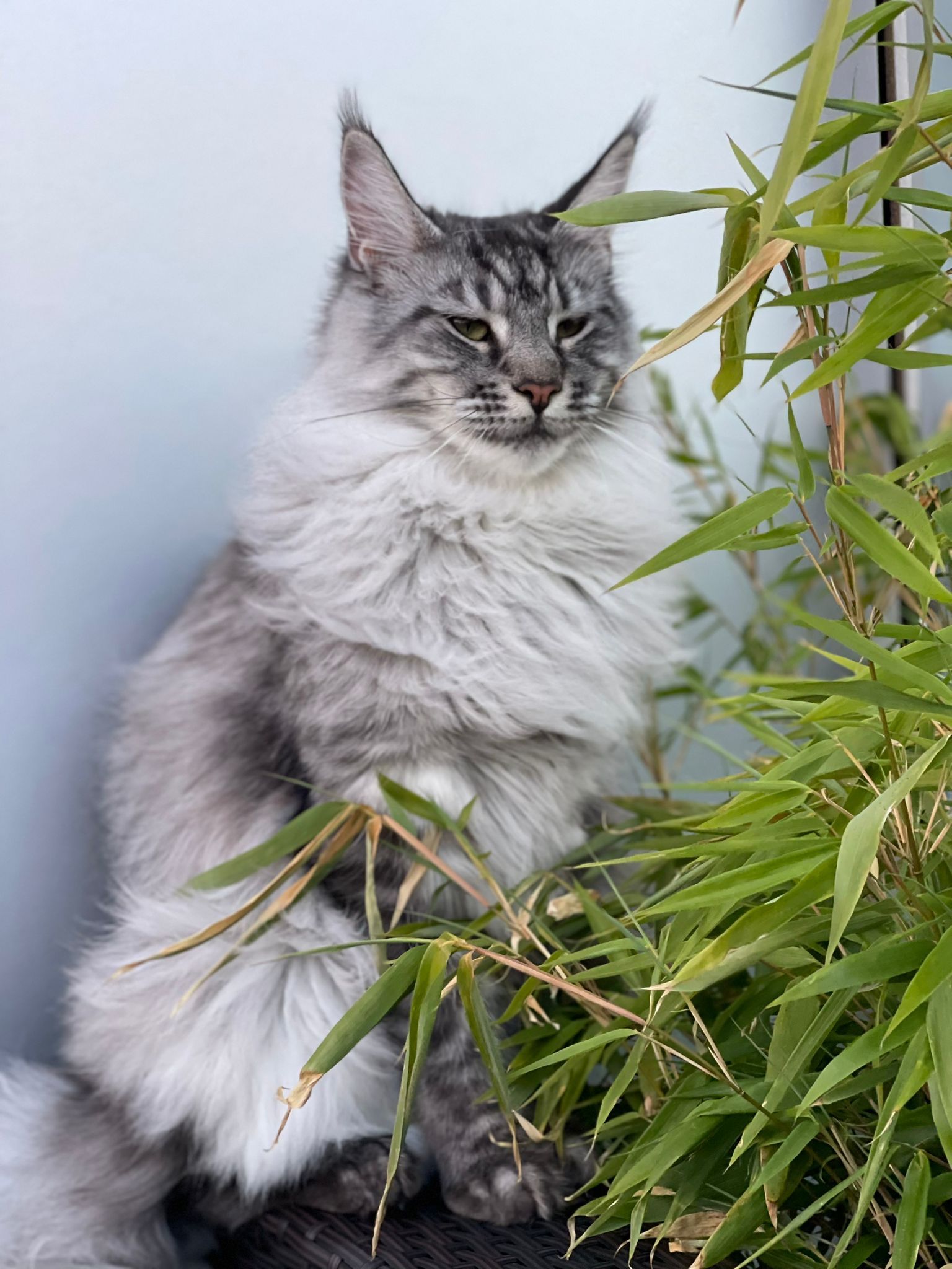 maine coon