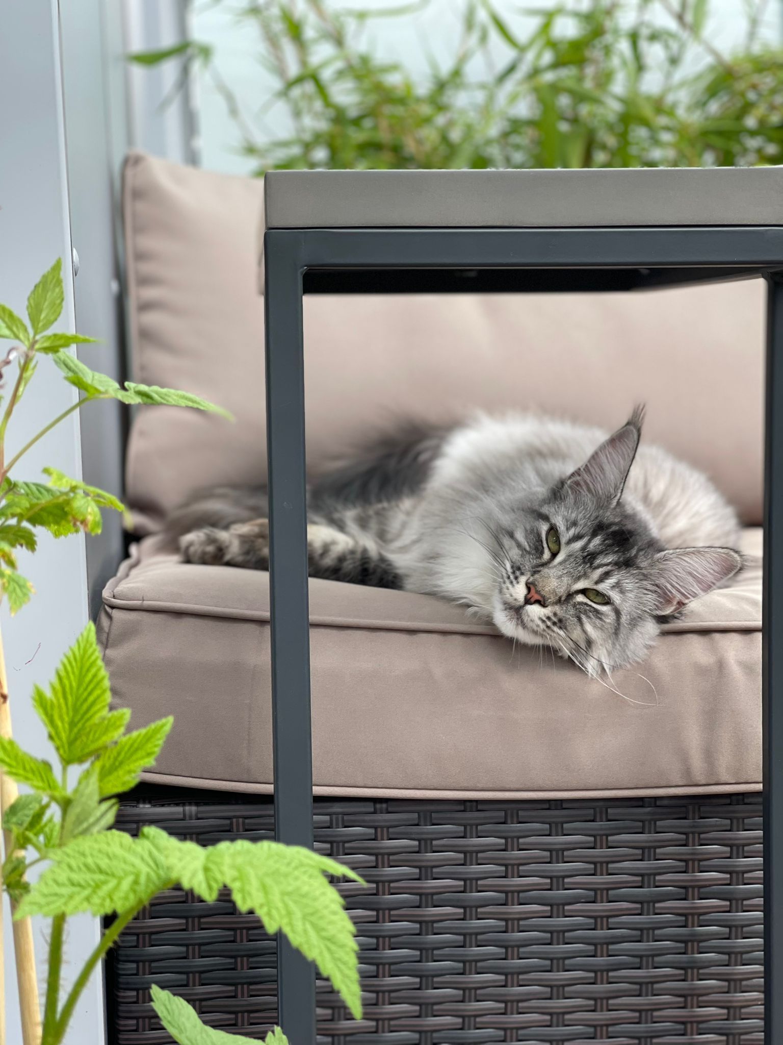 maine coon