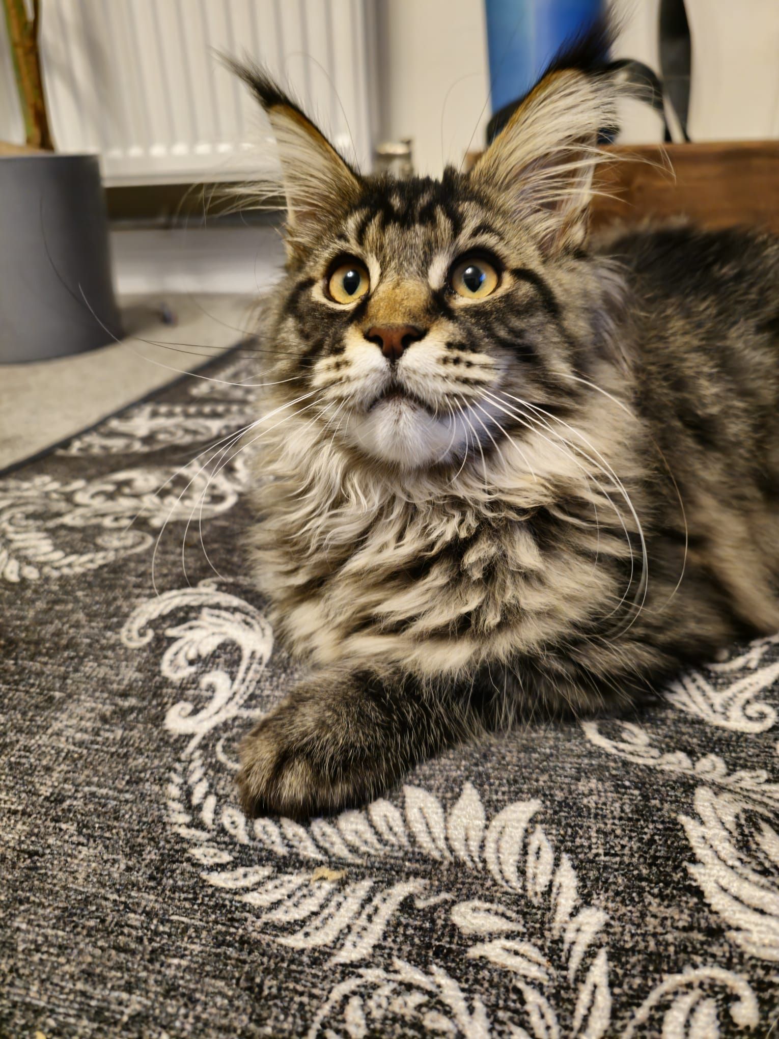 maine coon