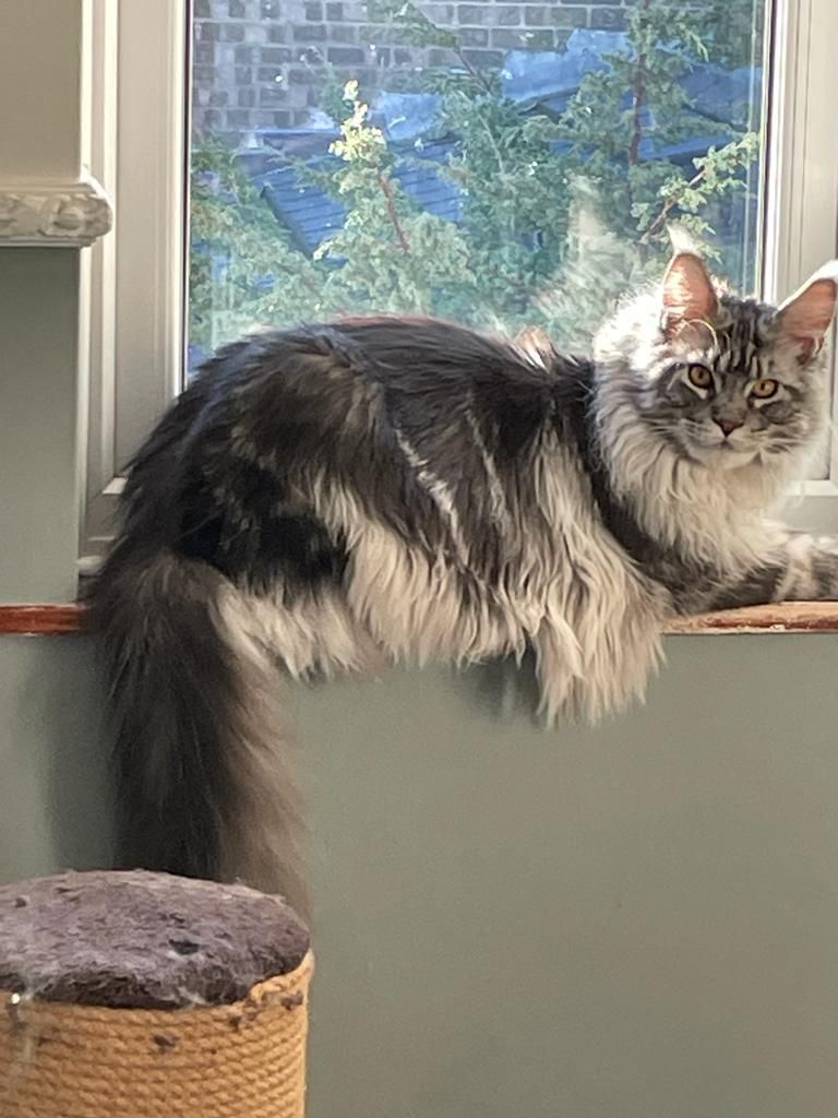 Fluffy Cat