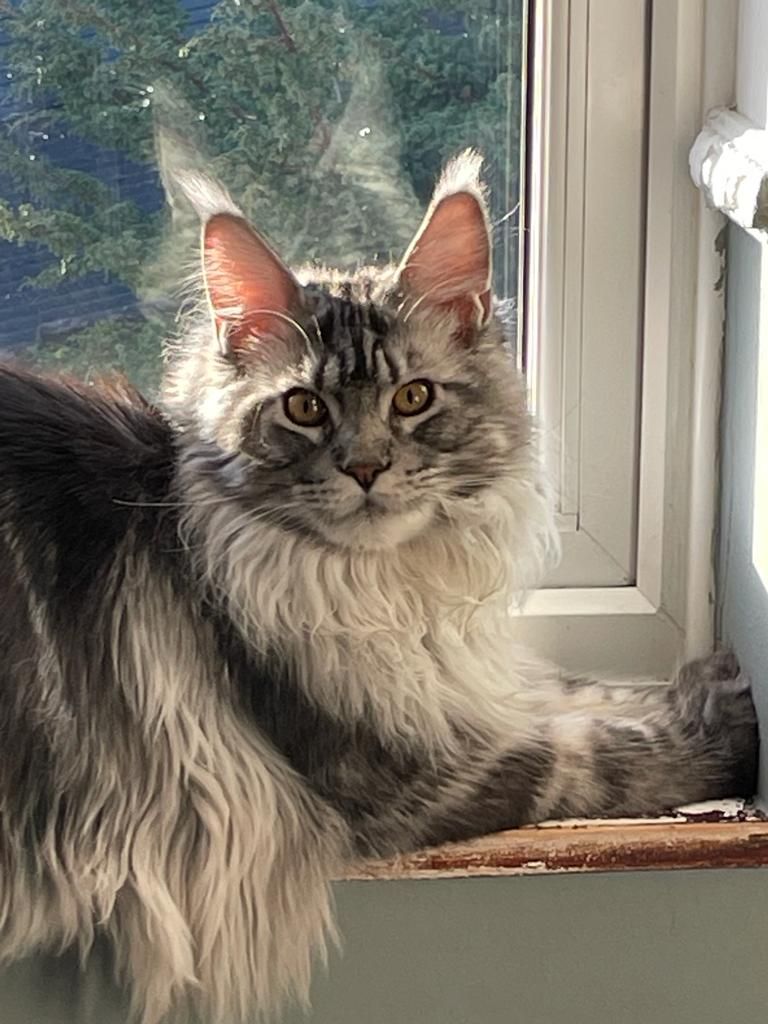 Fluffy Cat