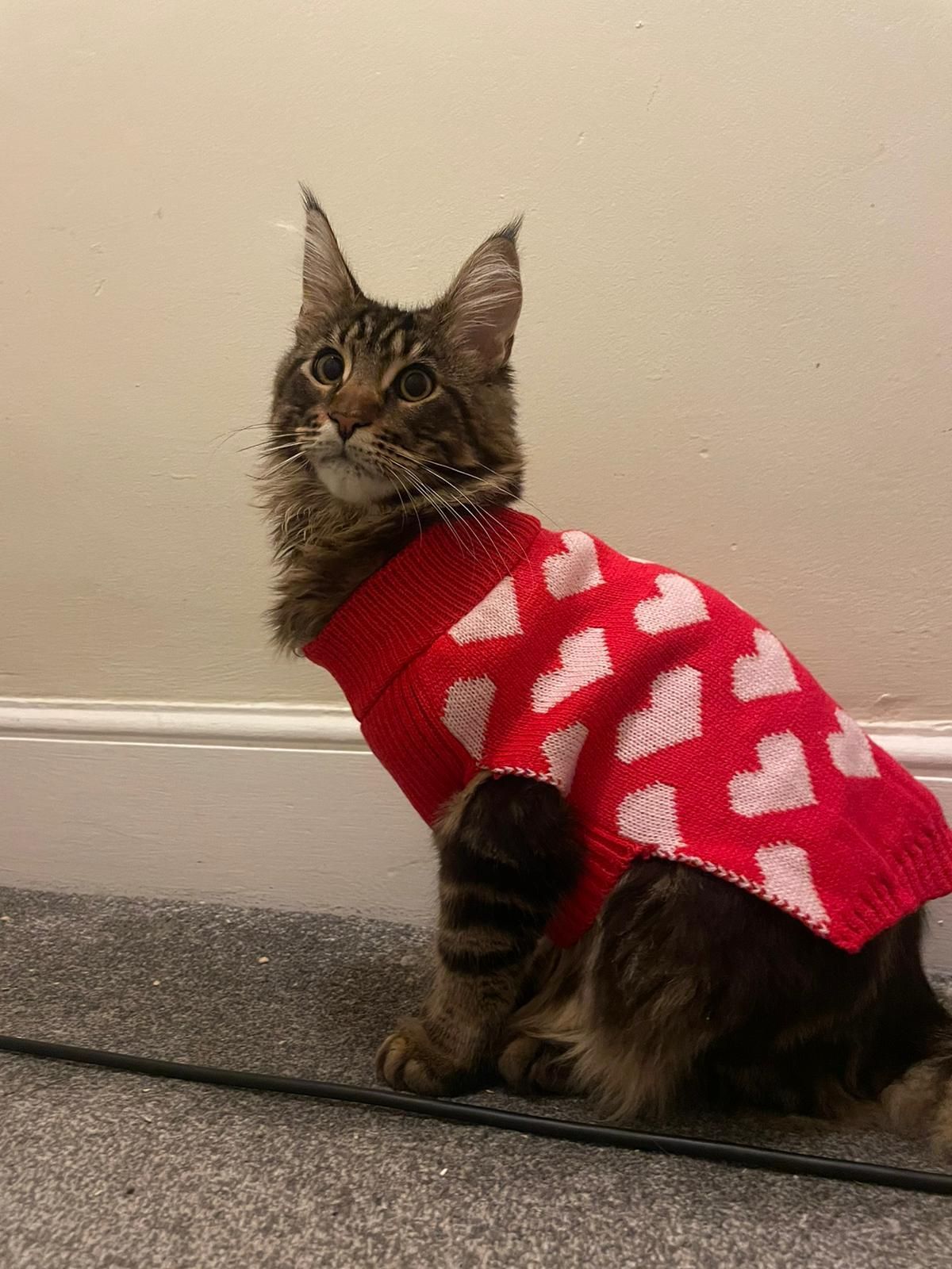 Fluffy Cat