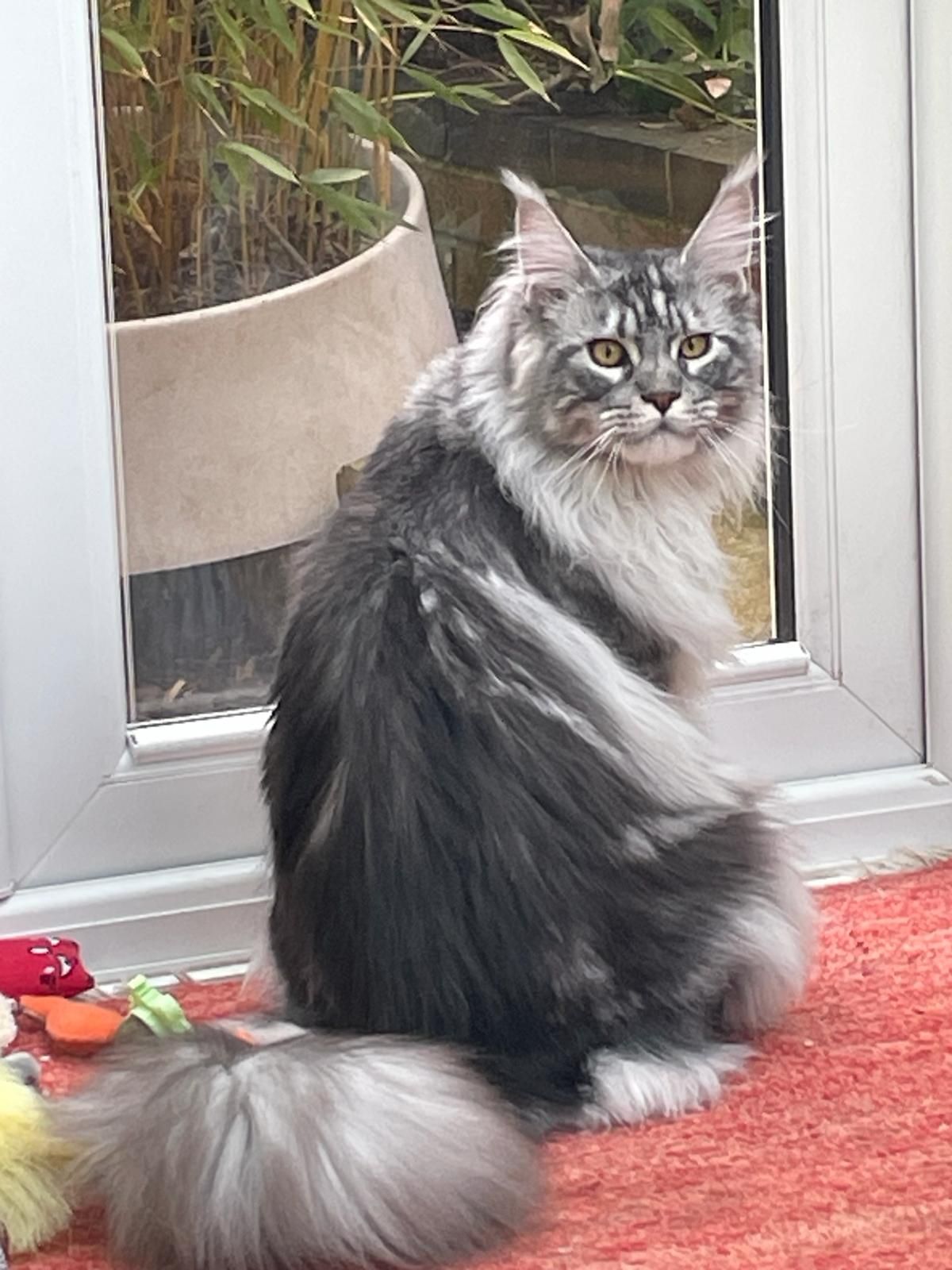 Fluffy Cat