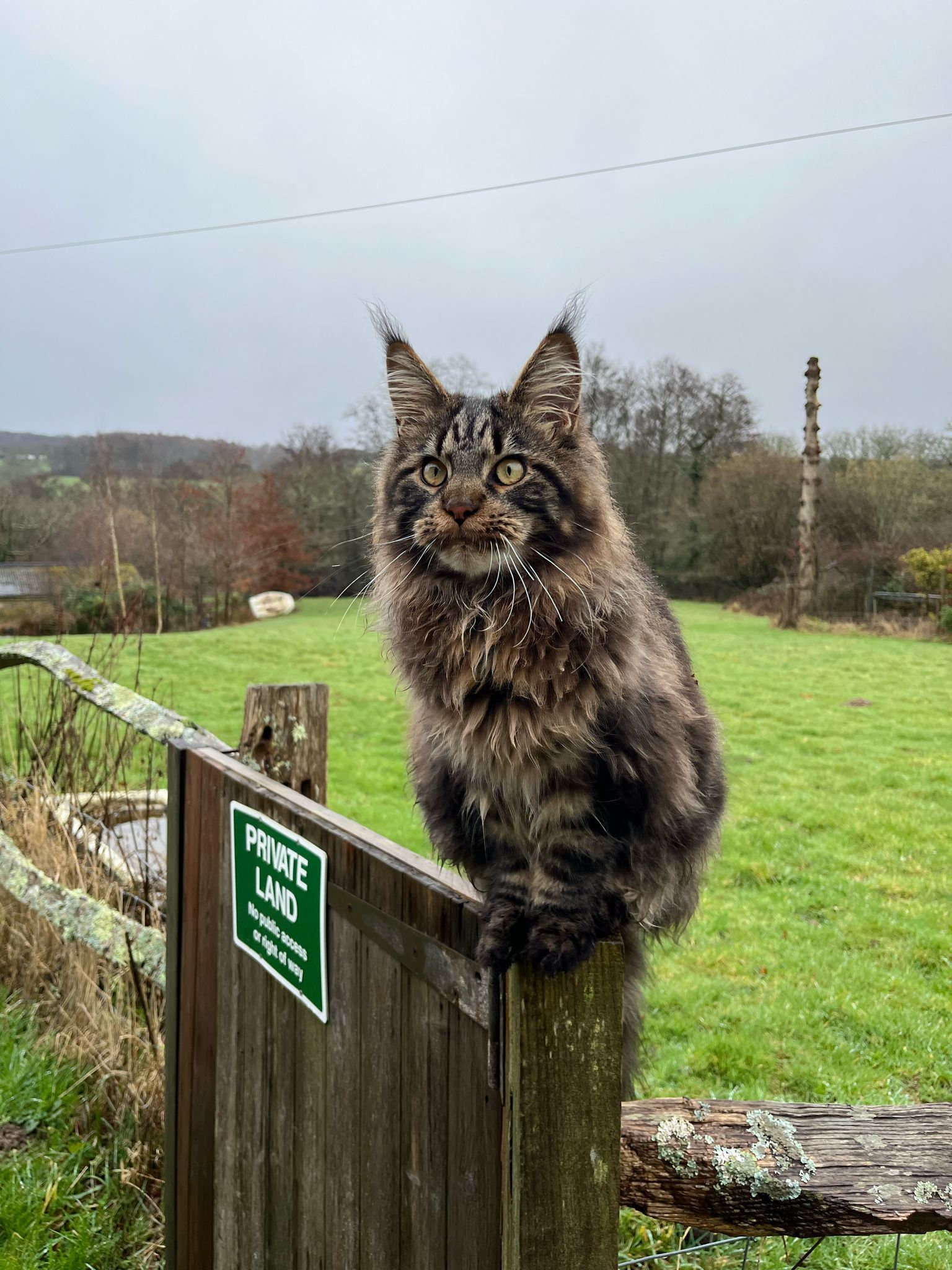 Fluffy Cat