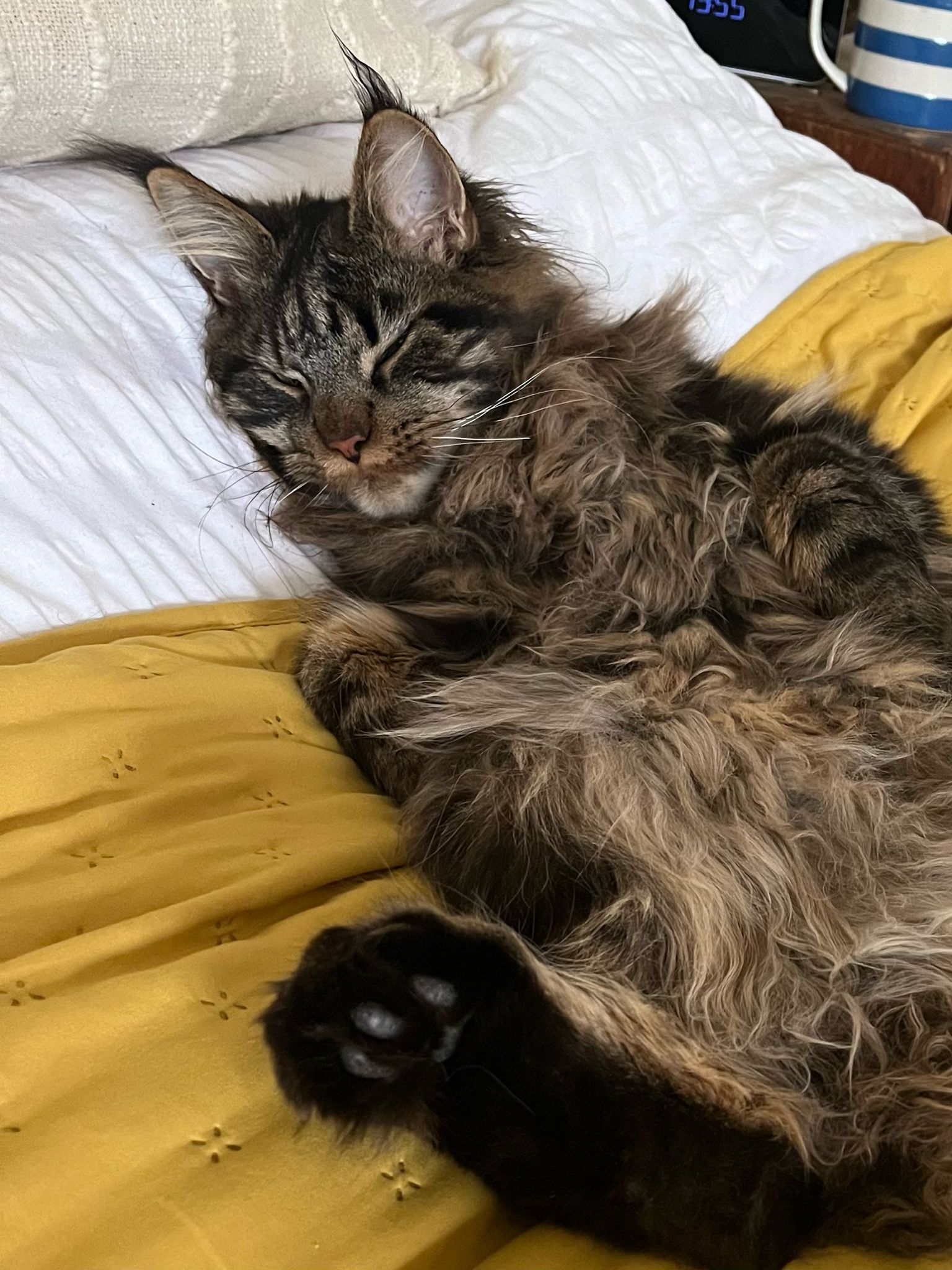 Fluffy Cat