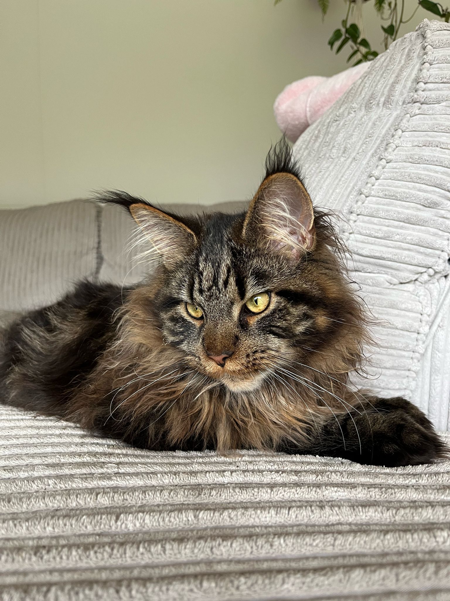 Fluffy Cat