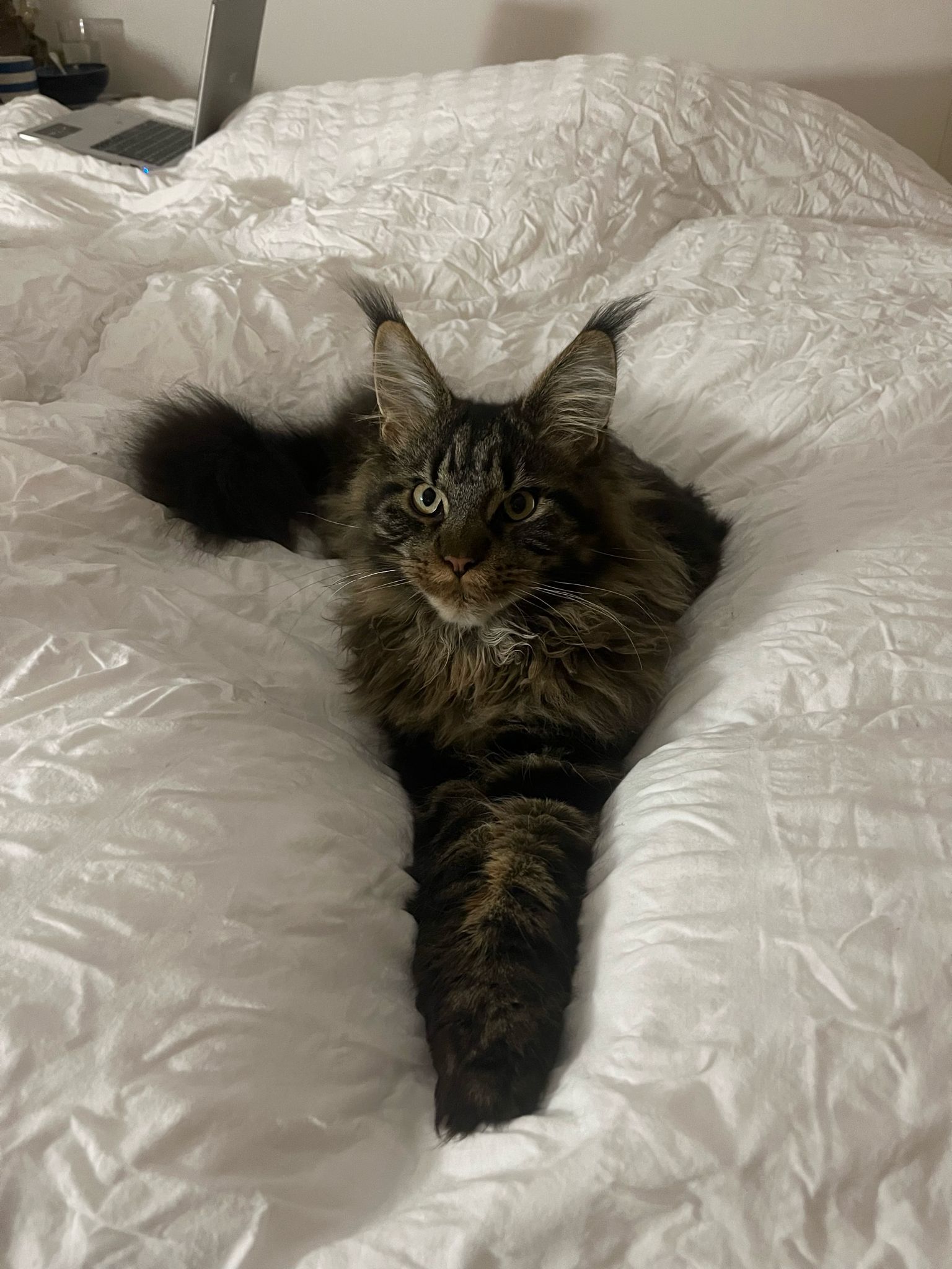 Fluffy Cat