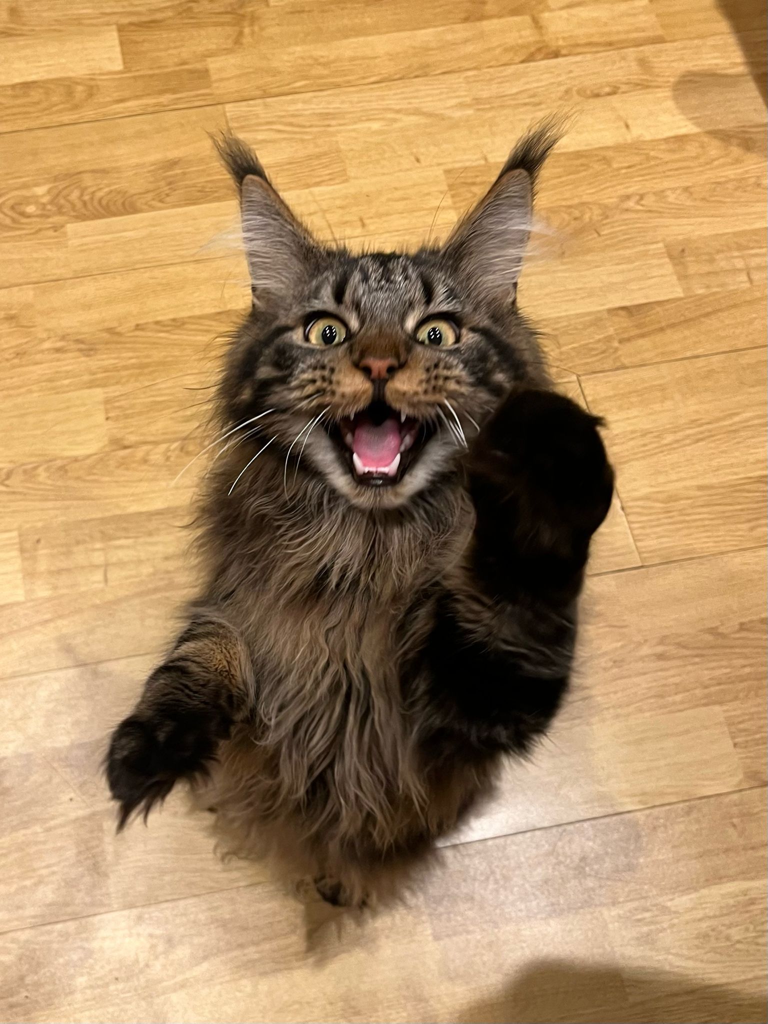 Fluffy Cat