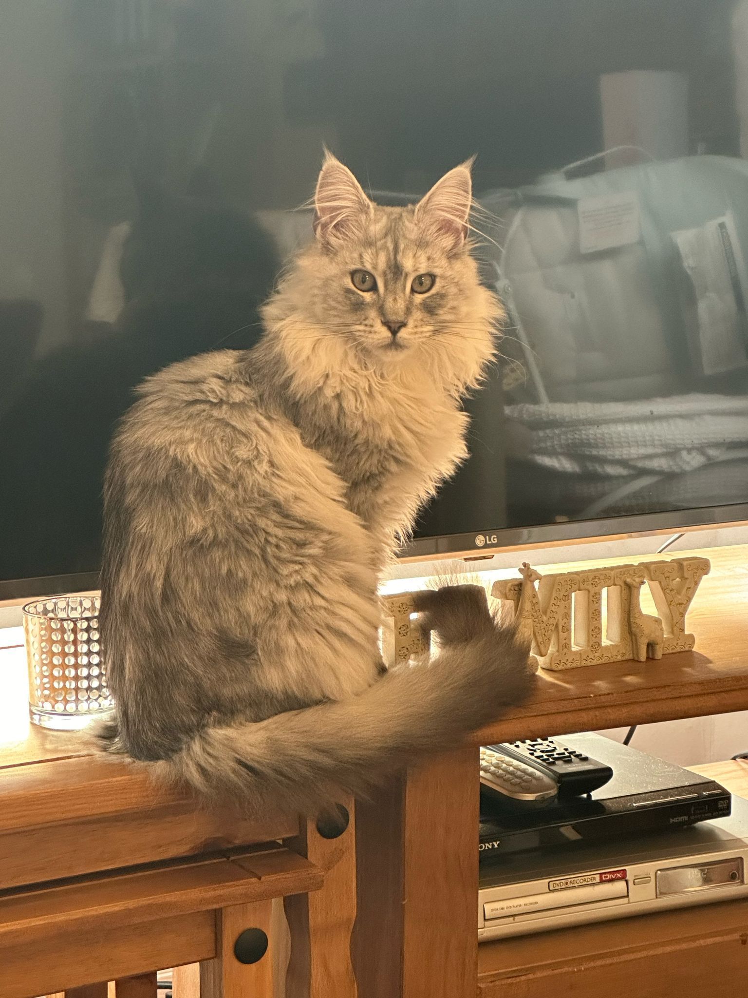 Fluffy Cat