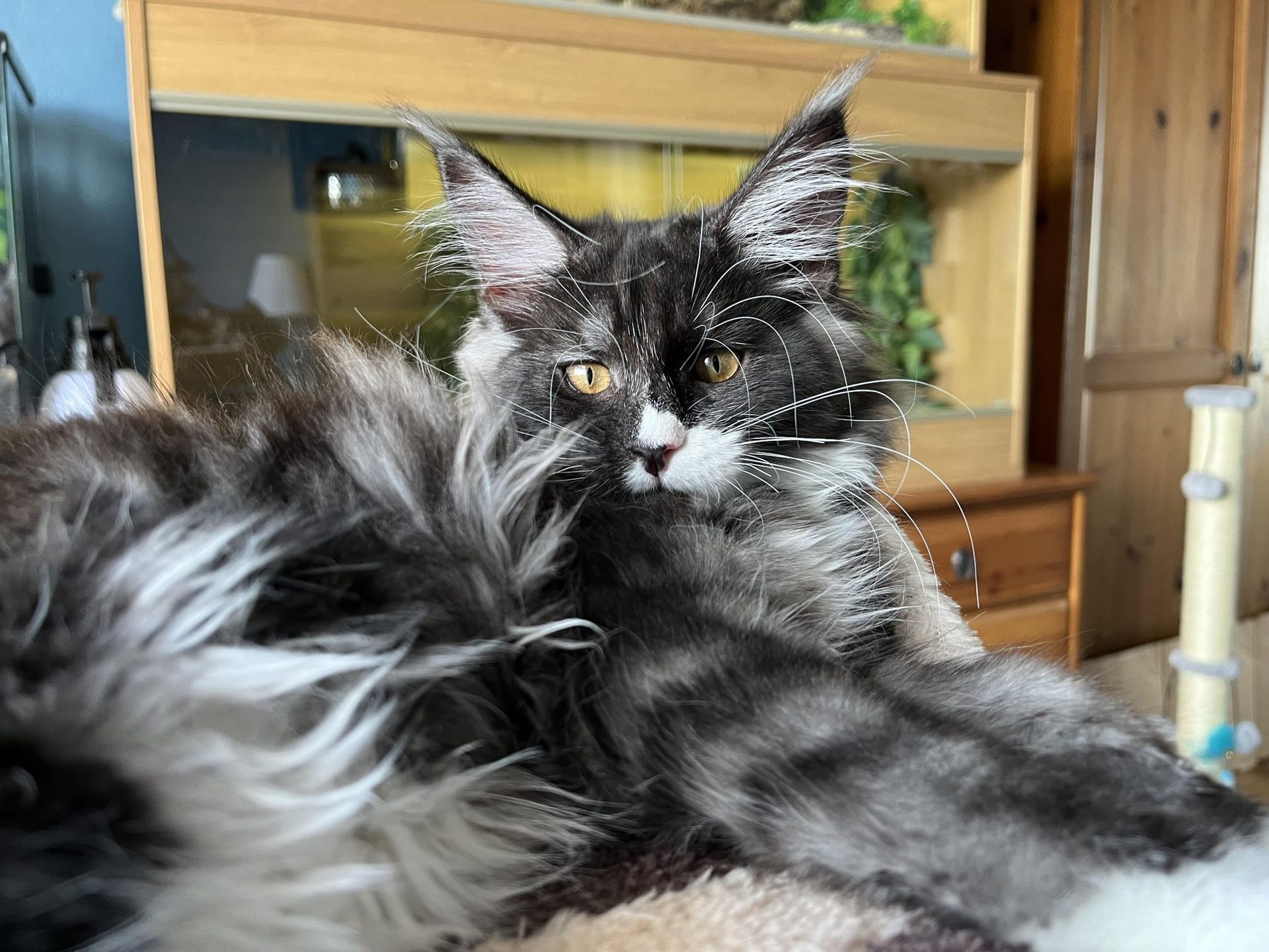 maine coon