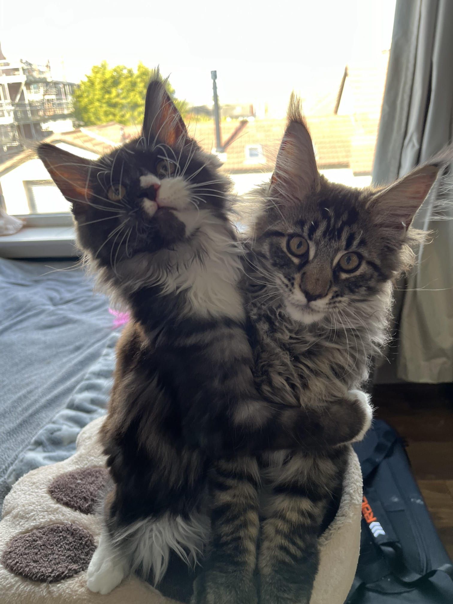 maine coon