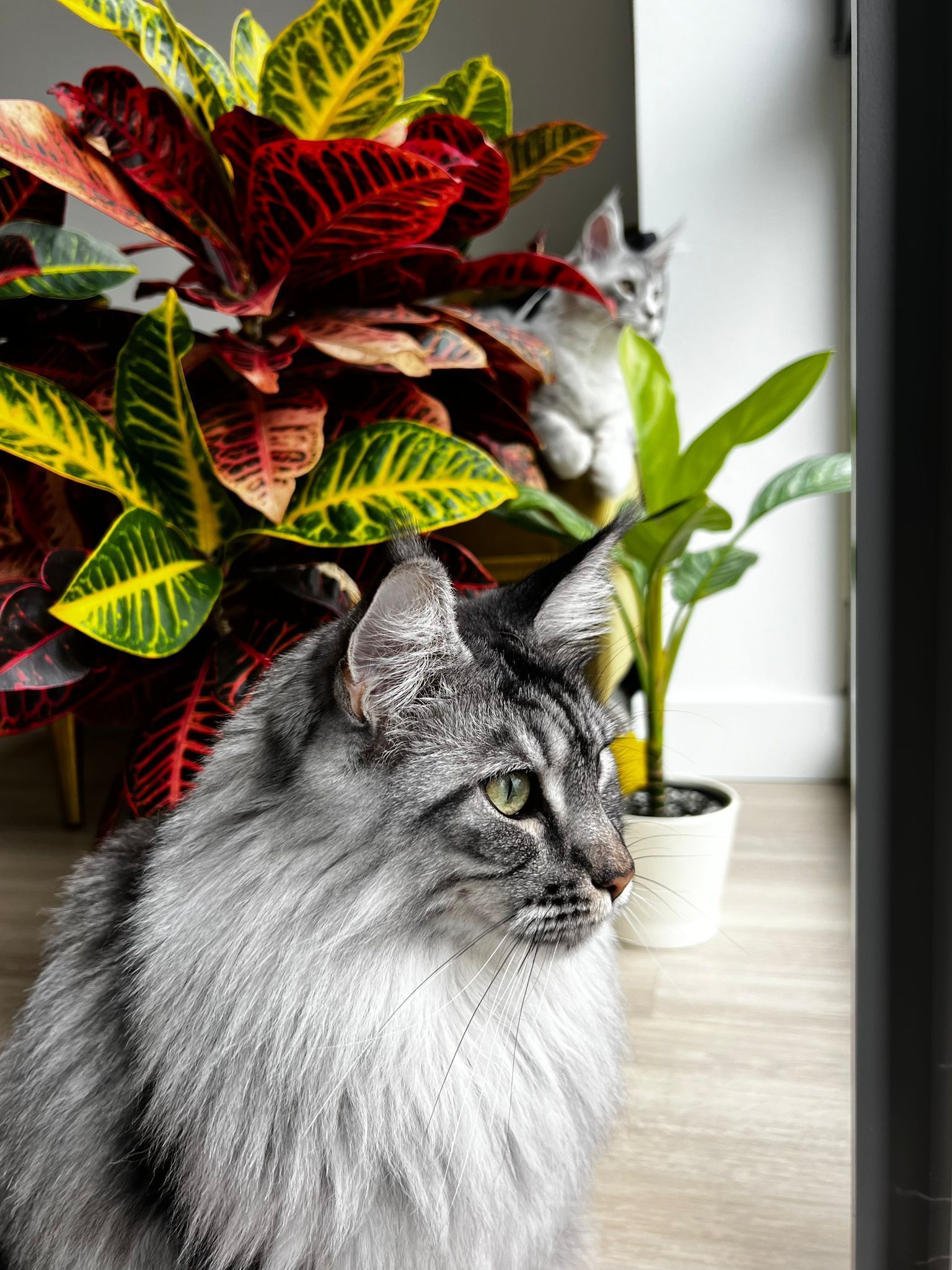 maine coon