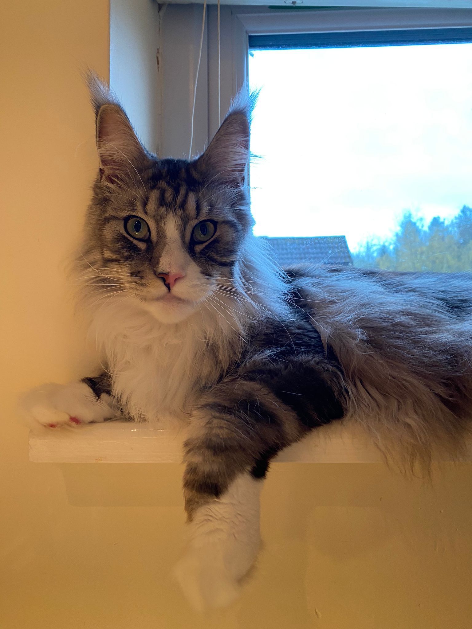 maine coon