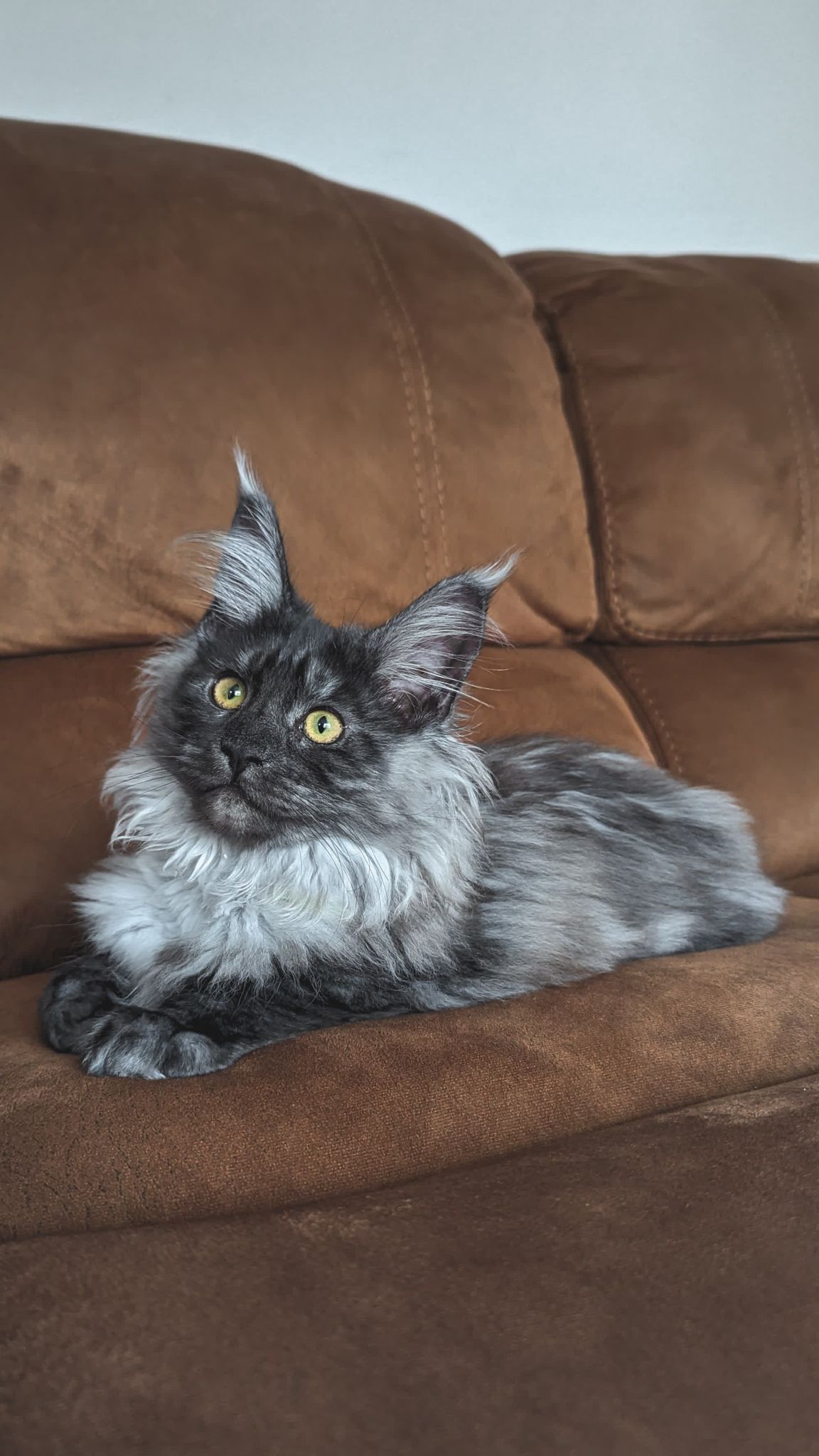 maine coon