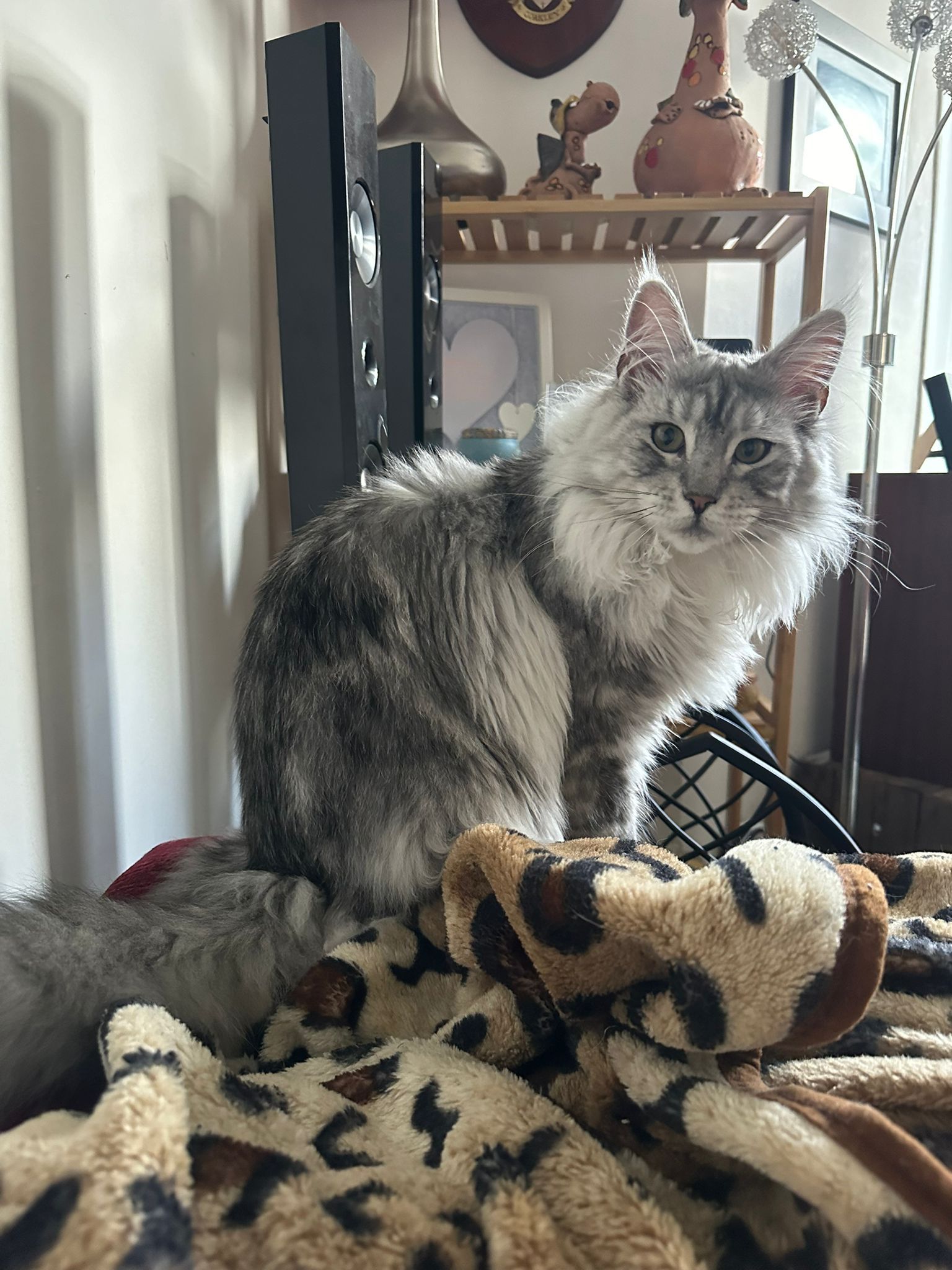 maine coon