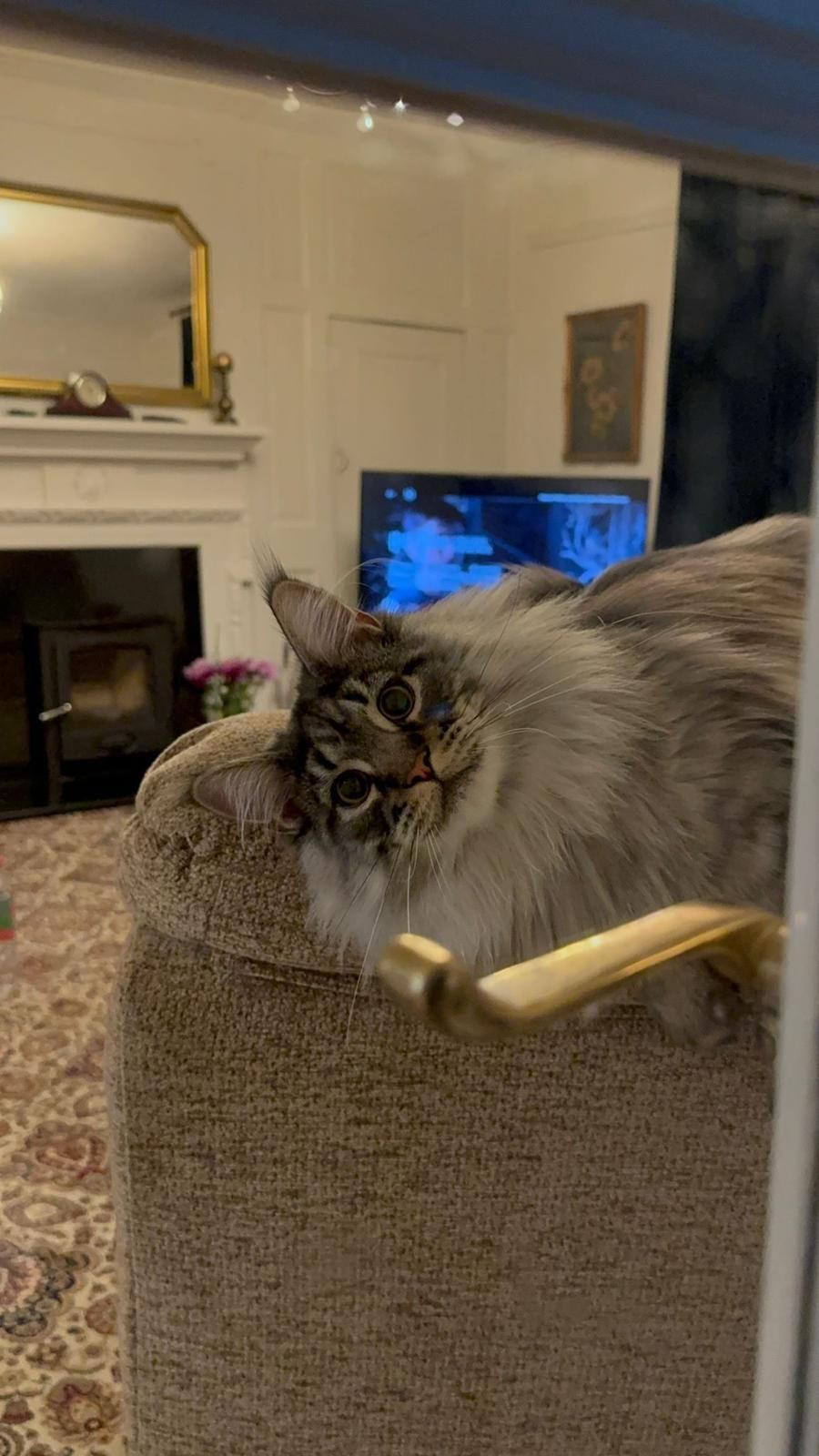 maine coon