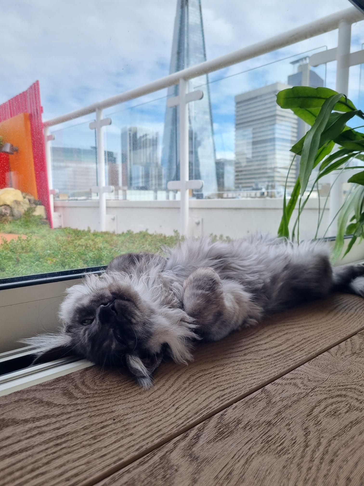 maine coon