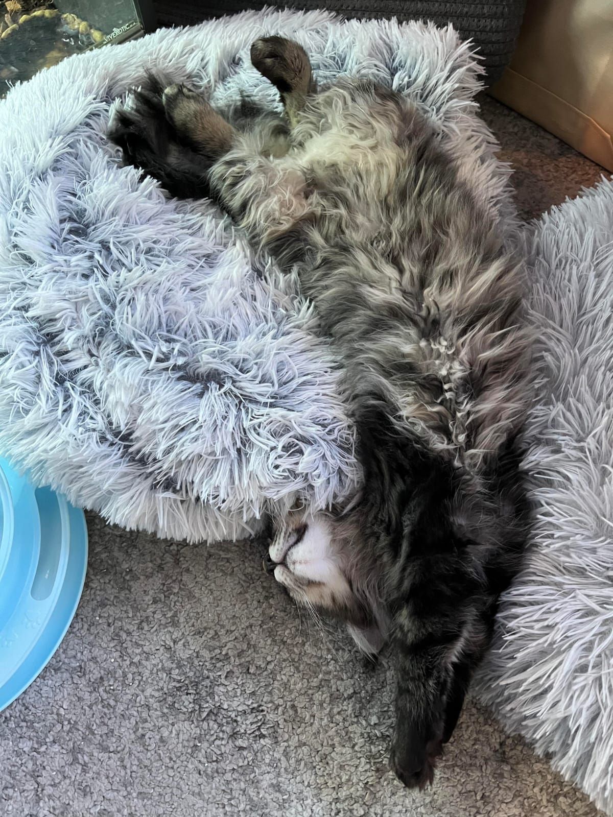 maine coon