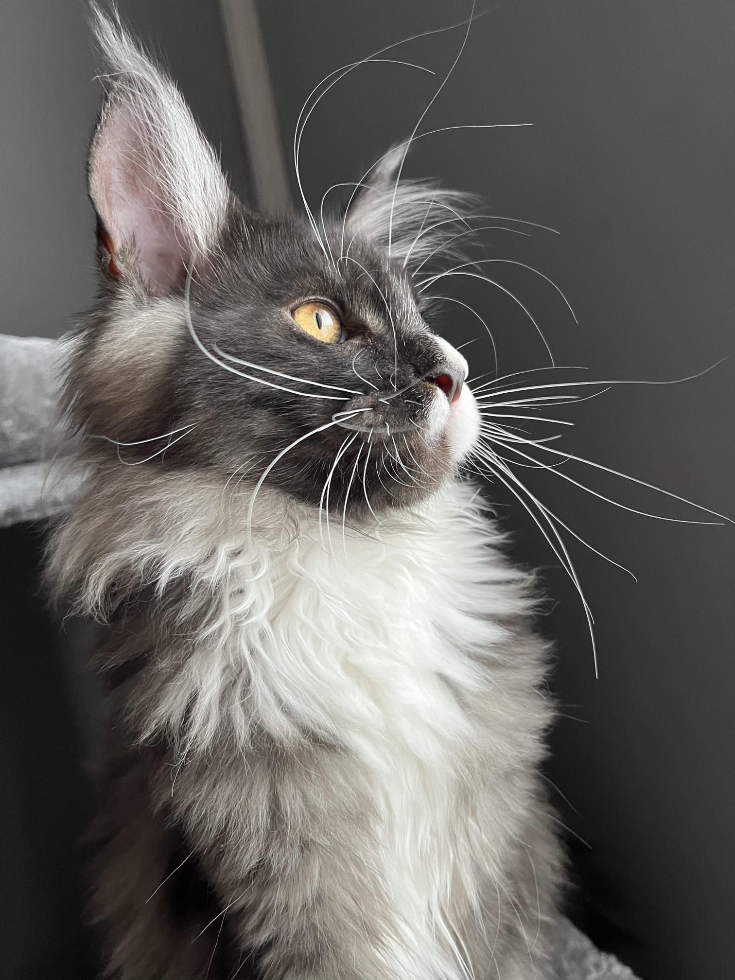 Fluffy Cat